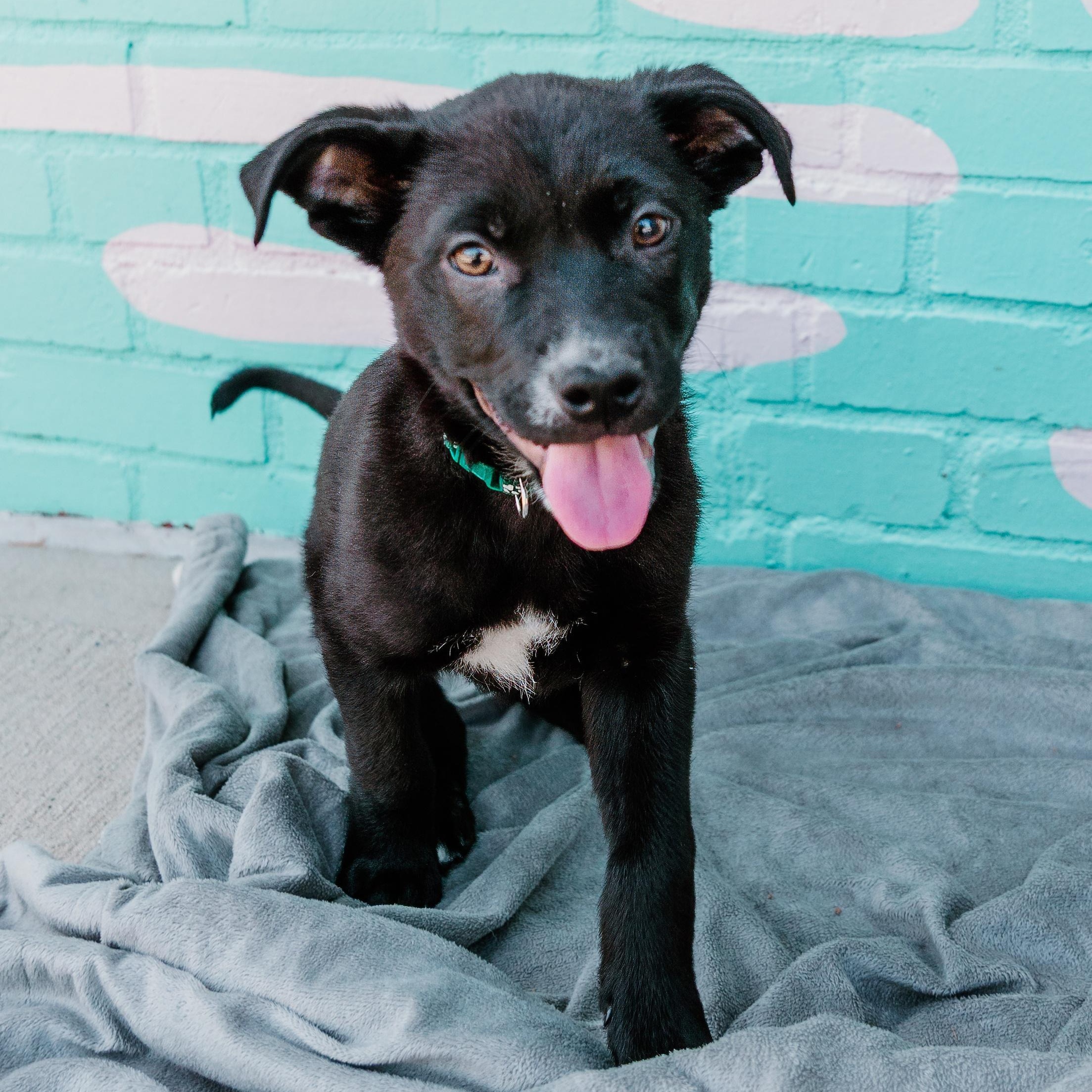 Mondo, Adoptable, Puppy Male Labrador Retriever & Mixed Breed.
