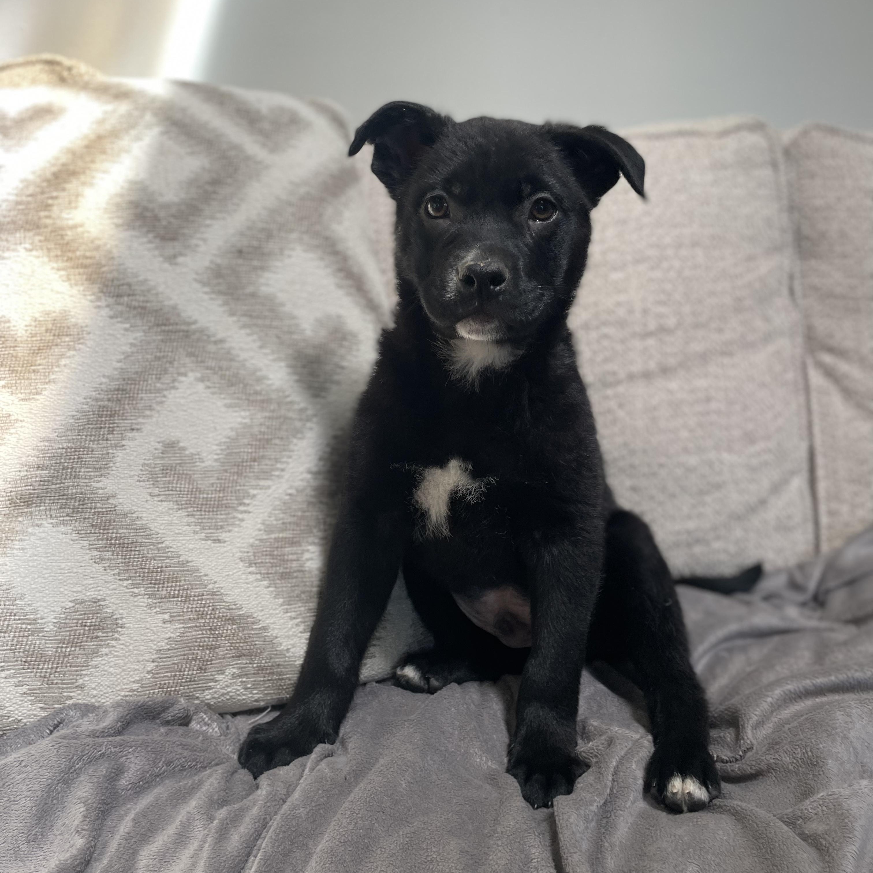 Enlarge Mondo, a Adoptable mixed breed in Rock Hill, SC image 5/6