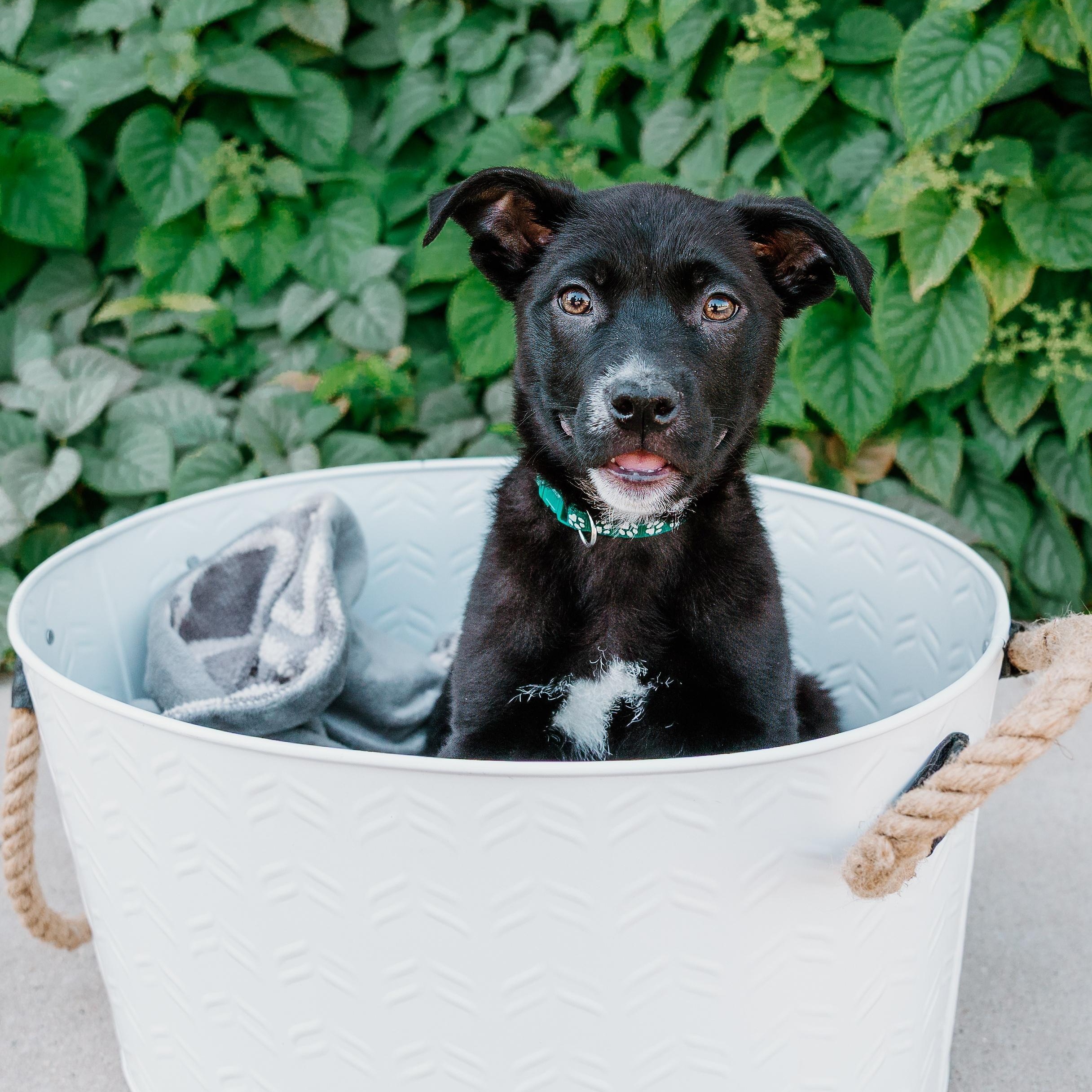 Enlarge Mondo, a Adoptable mixed breed in Rock Hill, SC image 3/6