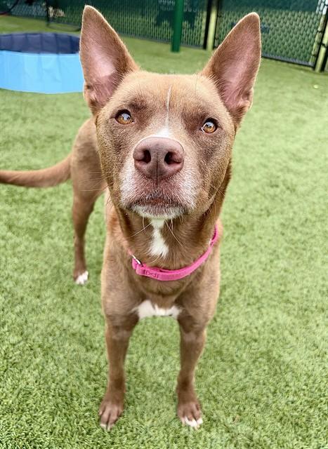 RENATA, Adoptable, Young Female Pit Bull Terrier.
