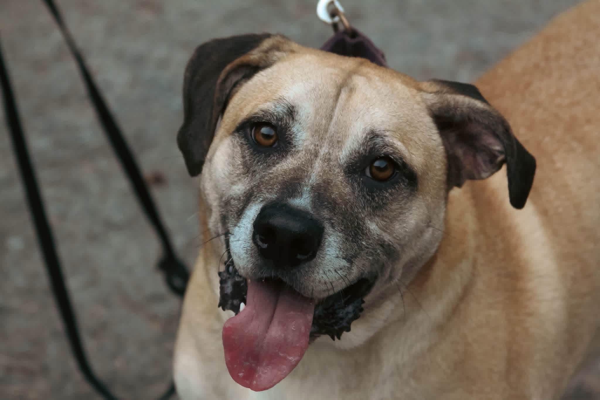 Enlarge Gemma, a Adoptable Mastiff in Salem, WV image 1/2