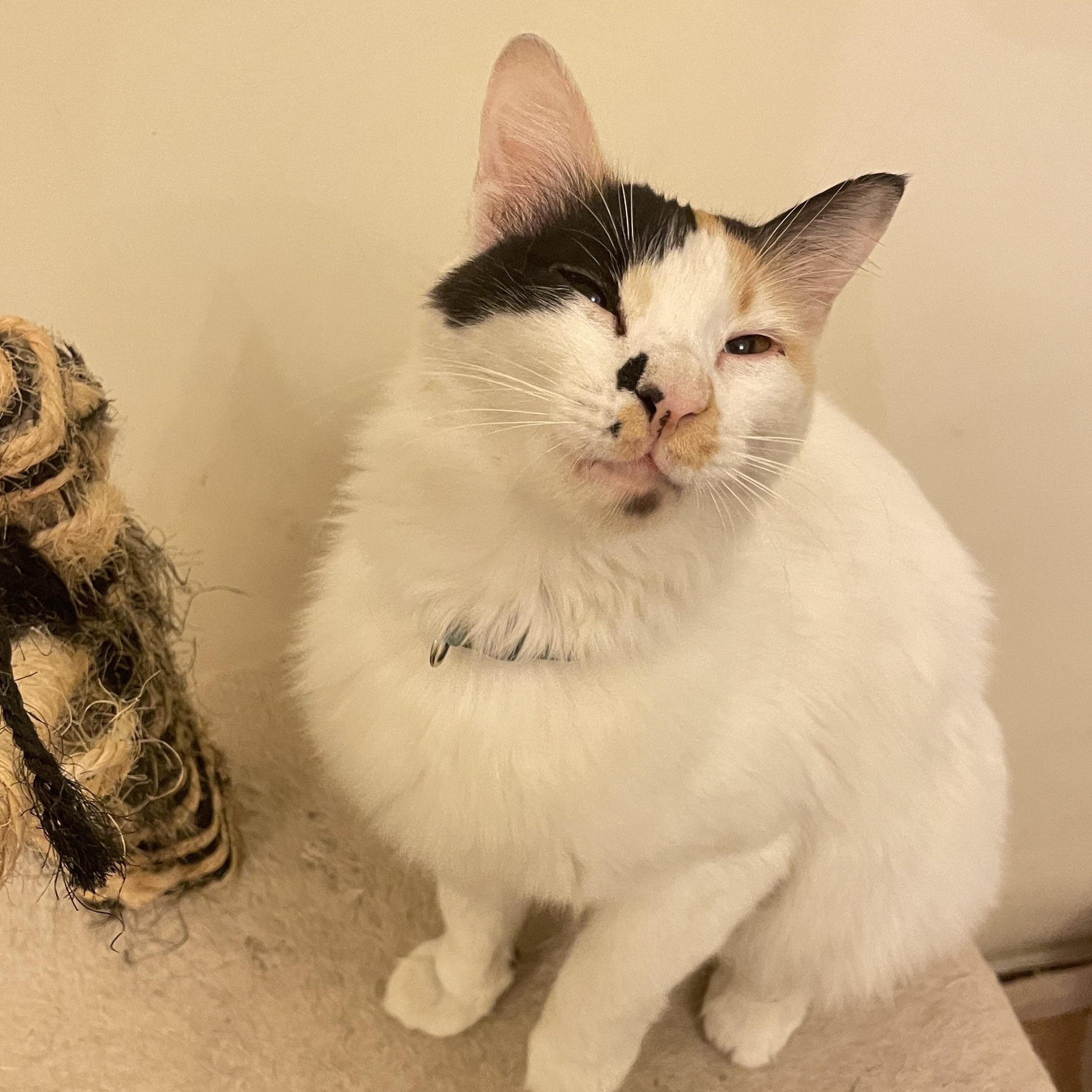 Enlarge Tria, a Adopted Domestic Short Hair in Waltham, MA image 2/4