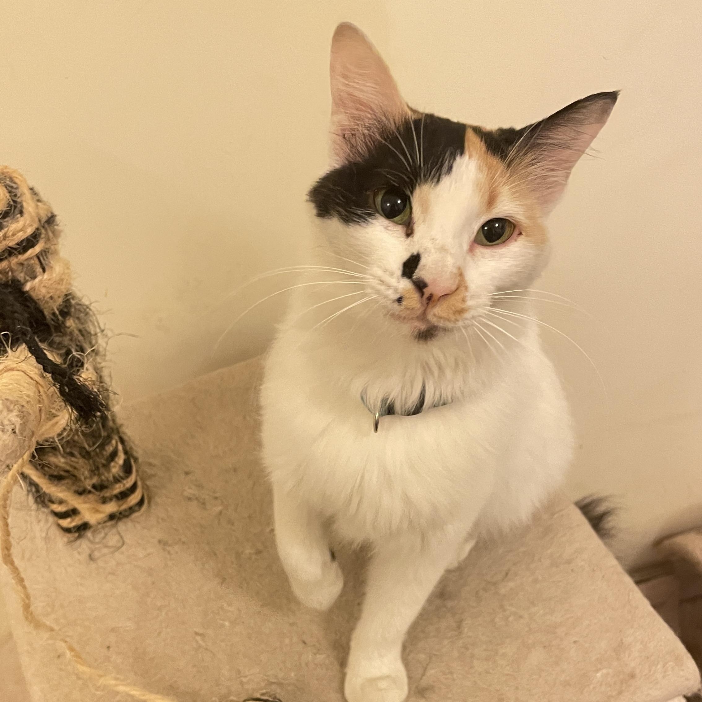 Tria, Adopted, Adult Female Domestic Short Hair.