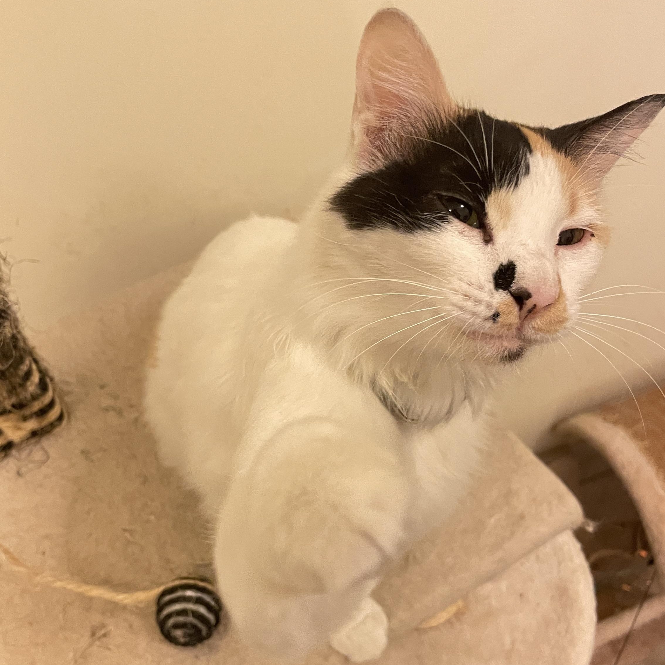 Enlarge Tria, a Adopted Domestic Short Hair in Waltham, MA image 3/4