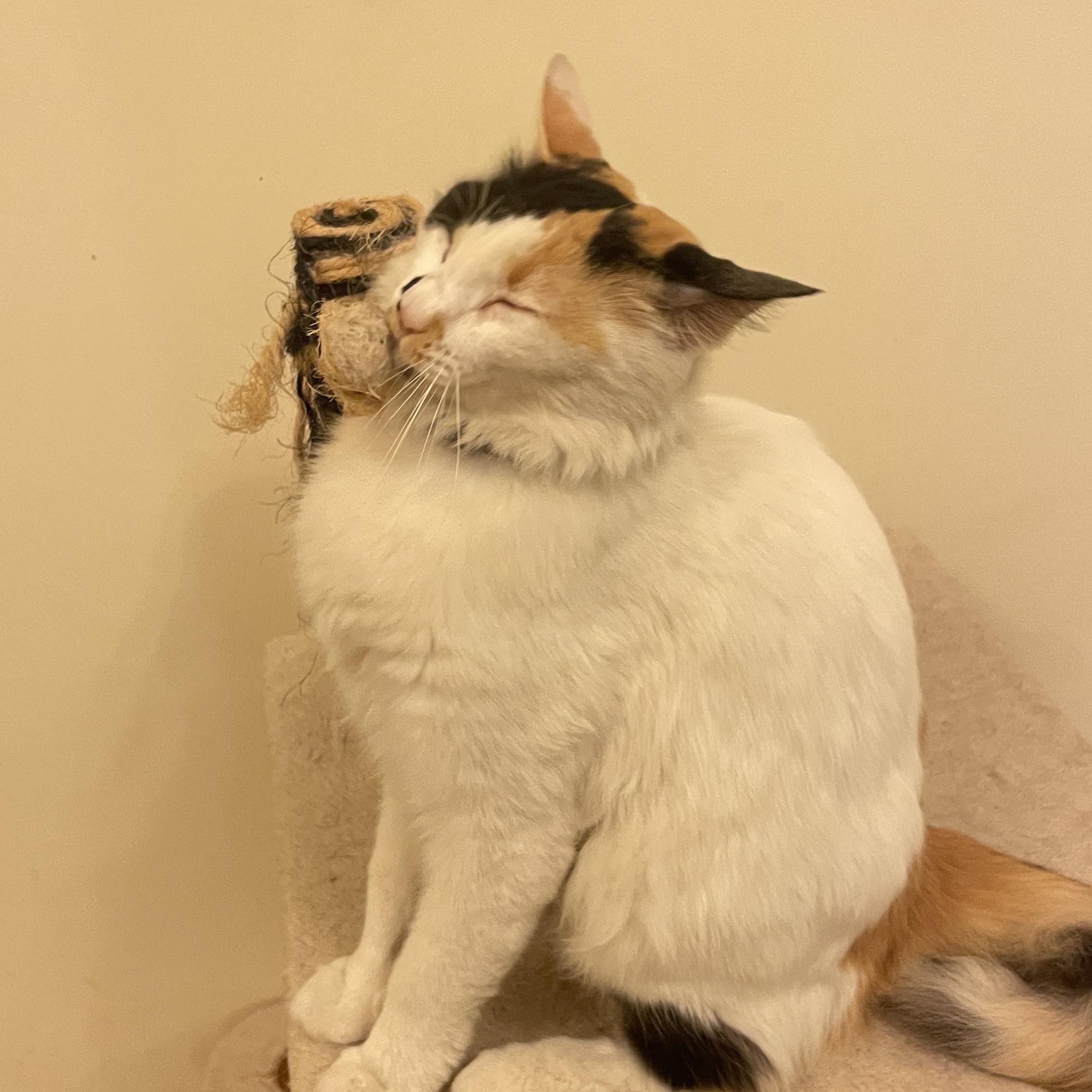 Enlarge Tria, a Adopted Domestic Short Hair in Waltham, MA image 4/4