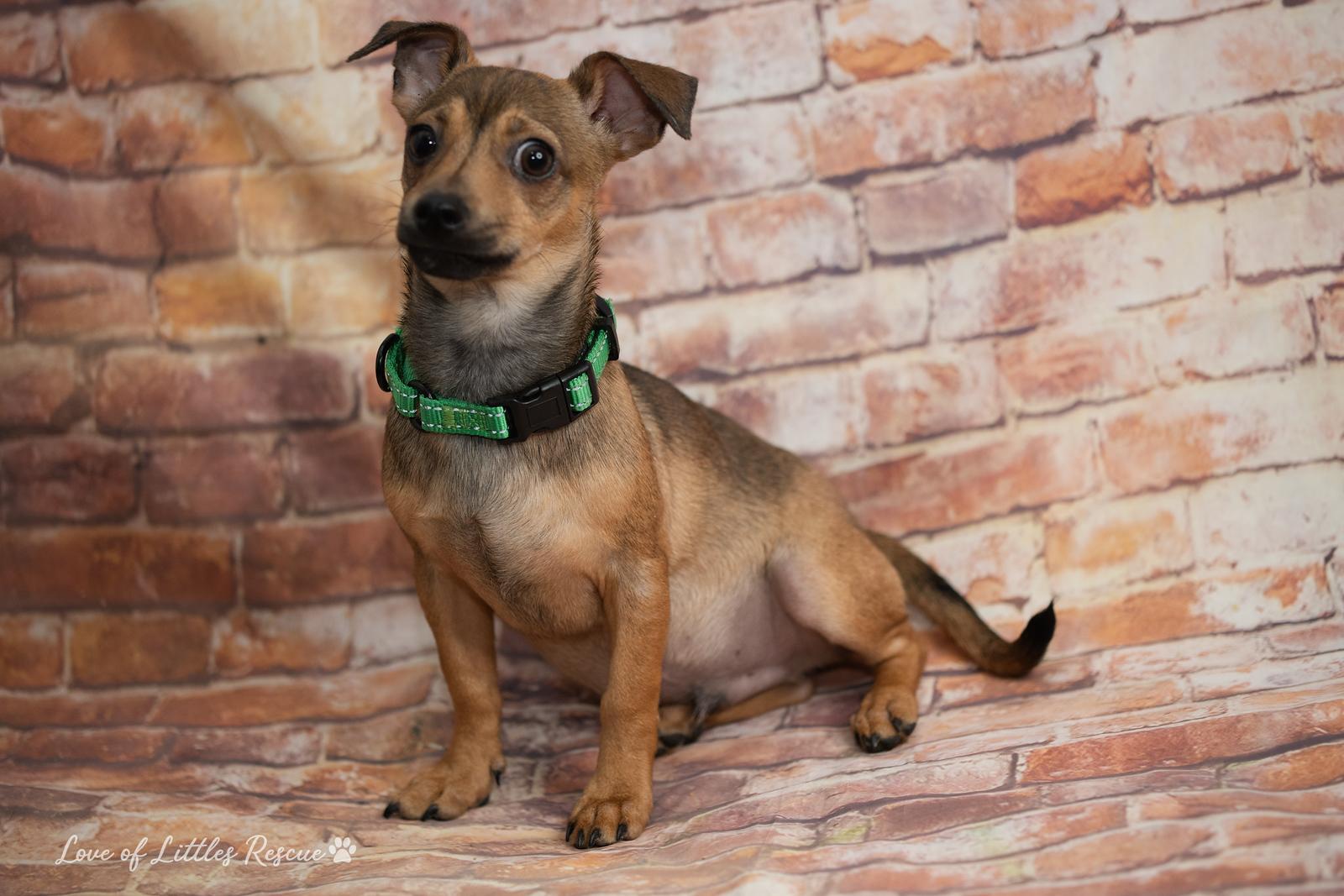 Enlarge Jared , a ADOPTABLE mixed breed in Heiskell, TN image 5/5