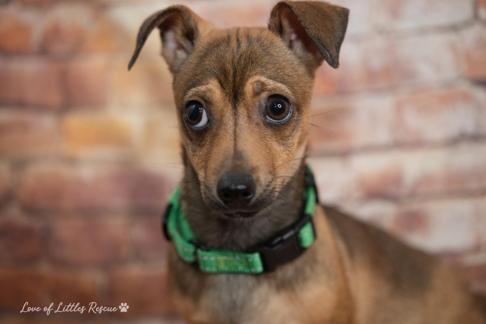 Jared , ADOPTABLE, Puppy Male Chihuahua & Dachshund.