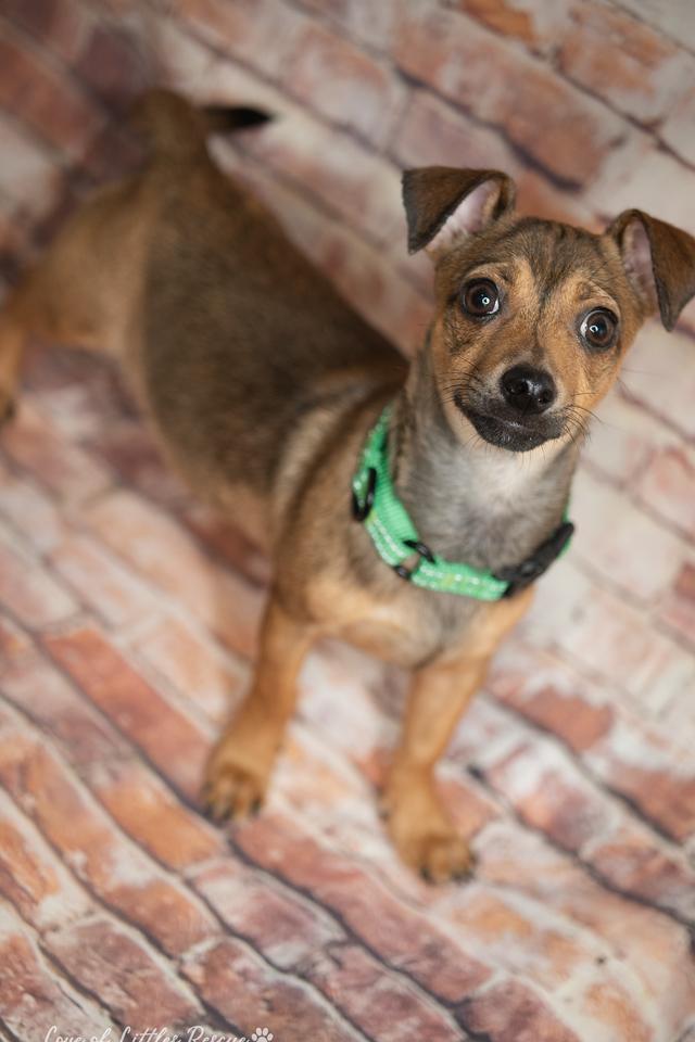 Enlarge Jared , a ADOPTABLE mixed breed in Heiskell, TN image 3/5