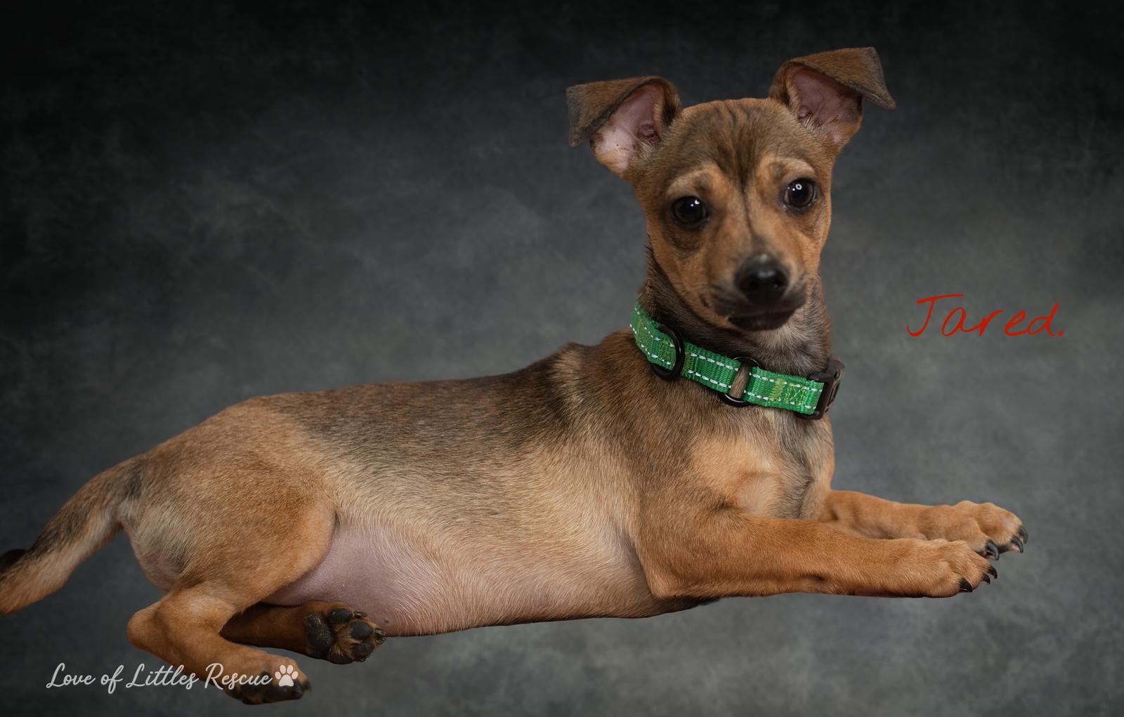 Enlarge Jared , a ADOPTABLE mixed breed in Heiskell, TN image 2/5