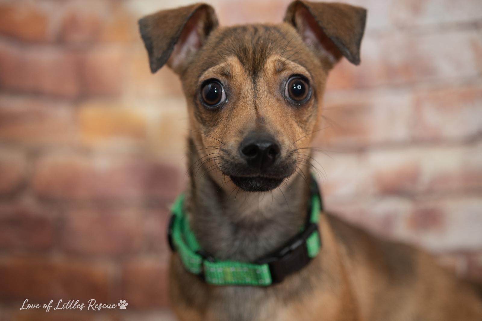 Enlarge Jared , a ADOPTABLE mixed breed in Heiskell, TN image 4/5