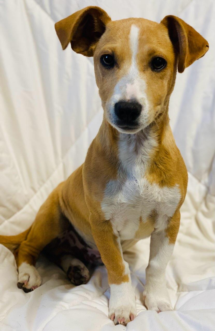 Buzz, adoptable, Puppy Male Dachshund (Miniature Long Haired) & Terrier.