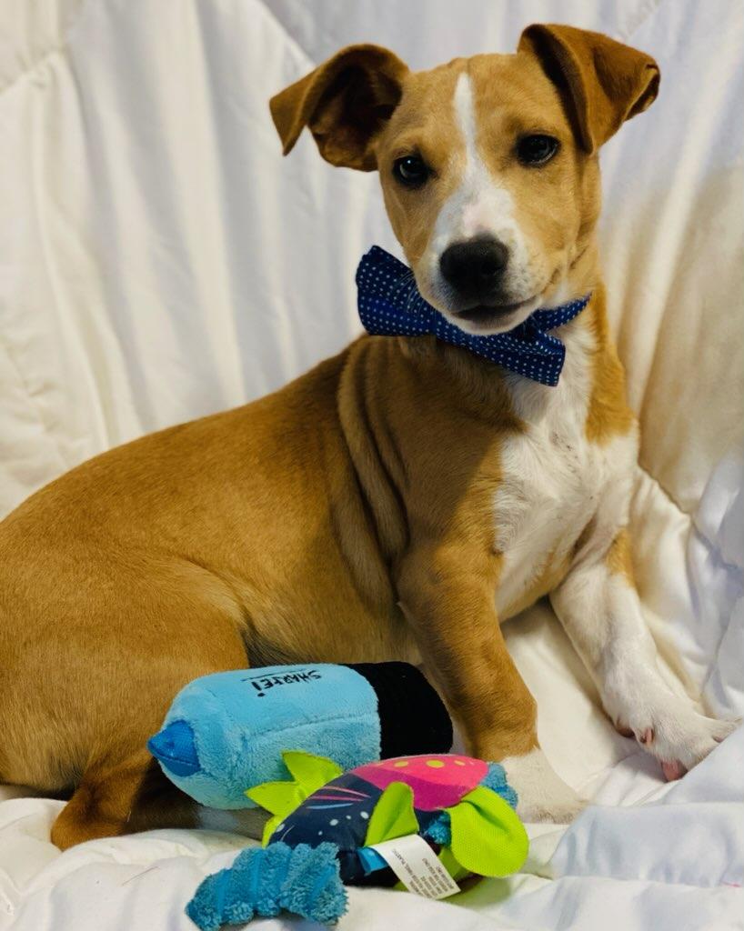 Buzz, an adoptable mixed breed in Colusa, CA image 3/5