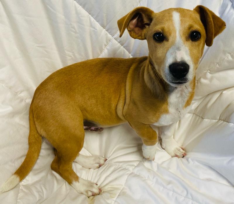 Buzz, an adoptable mixed breed in Colusa, CA image 5/5