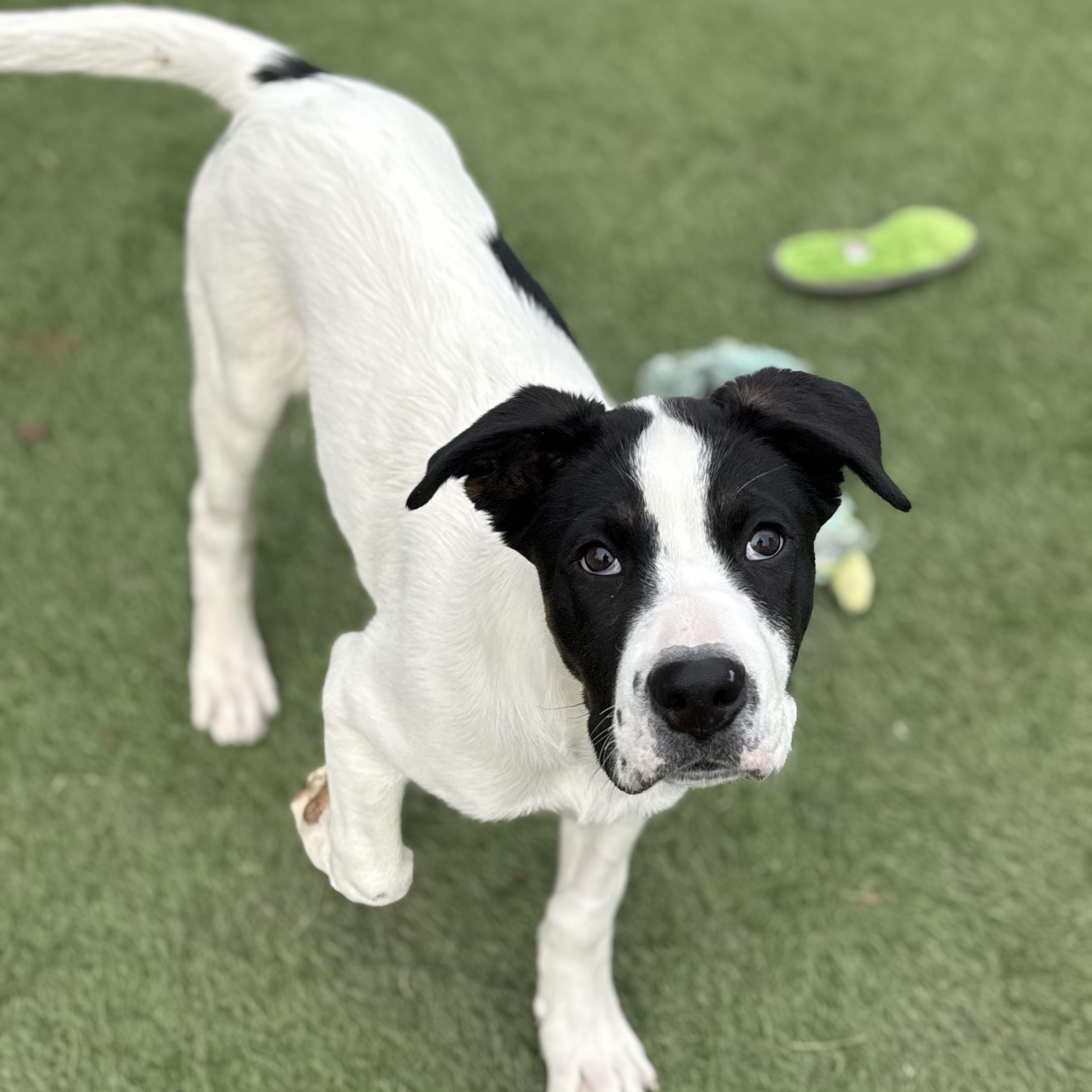 Maggie, Adoptable, Puppy Female Border Collie & Great Pyrenees.