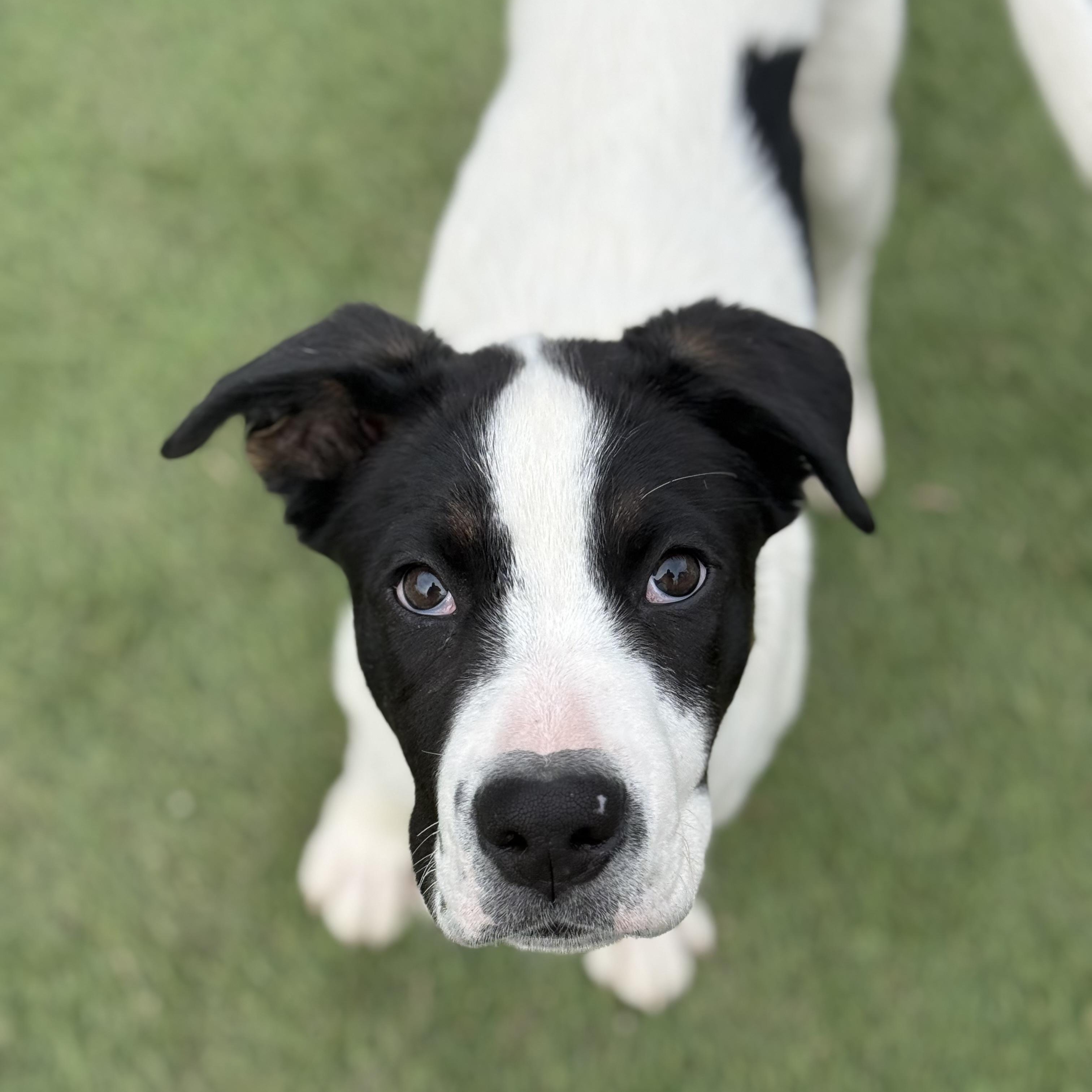 Enlarge Maggie, a Adoptable mixed breed in Glenolden, PA image 2/6
