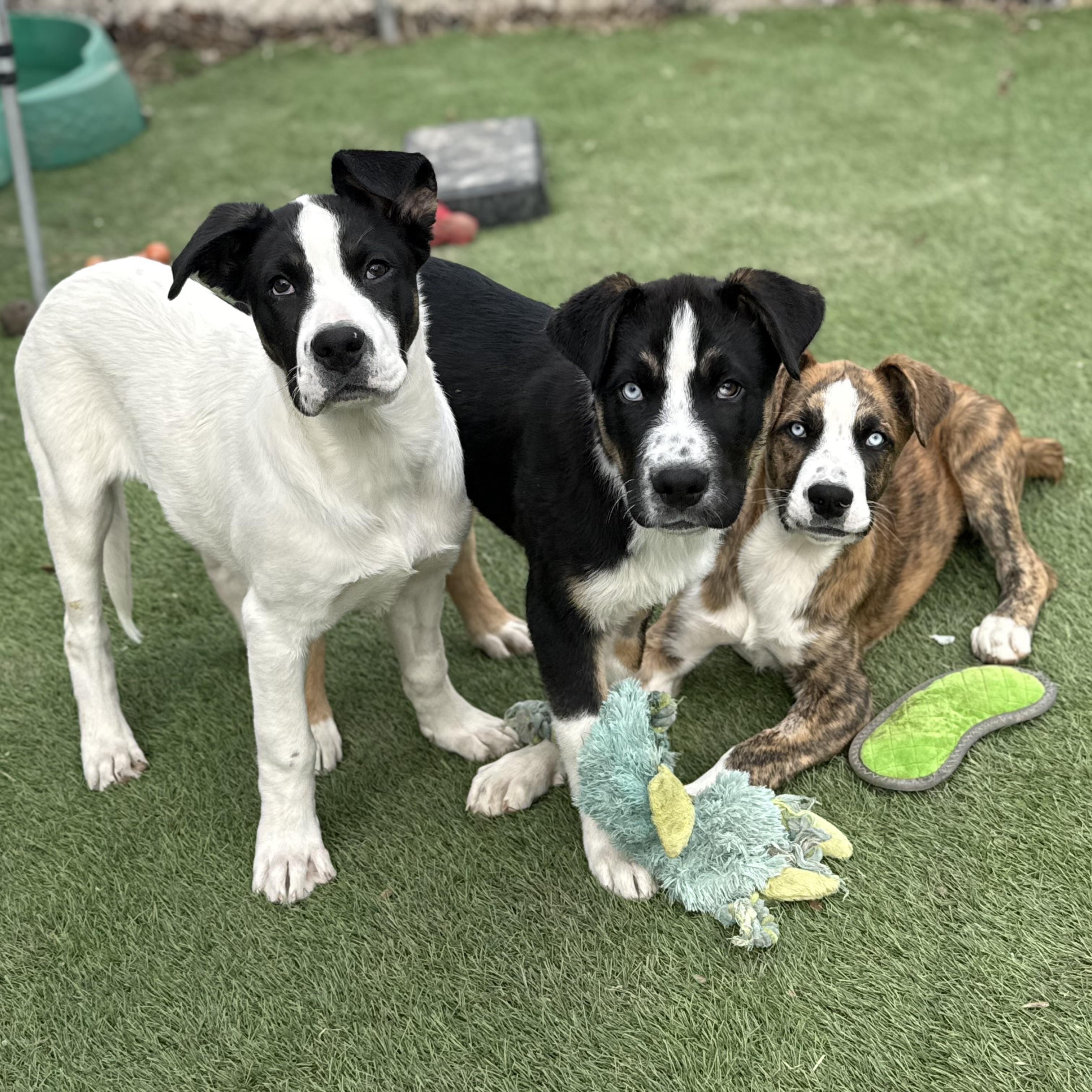 Enlarge Maggie, a Adoptable mixed breed in Glenolden, PA image 3/6