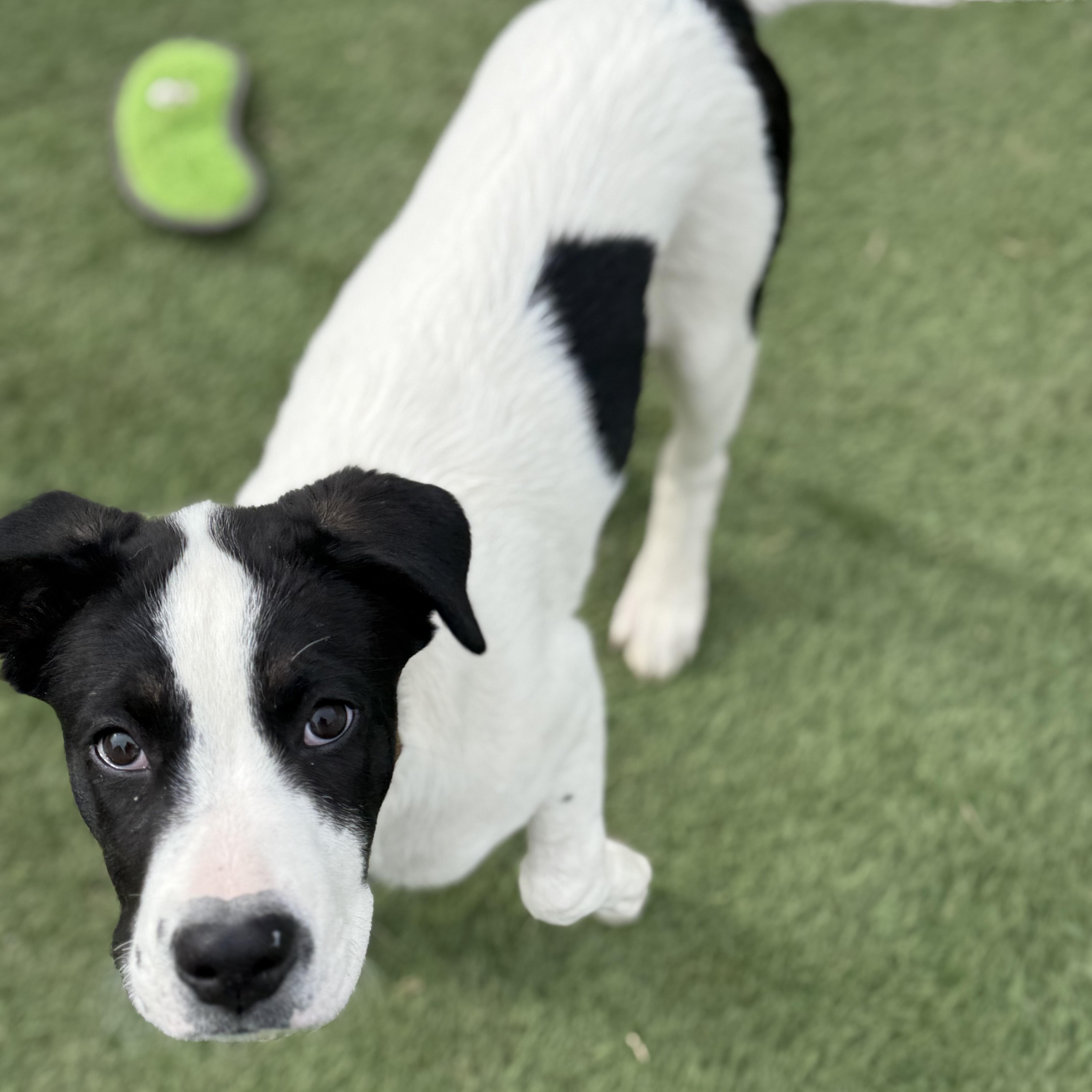 Enlarge Maggie, a Adoptable mixed breed in Glenolden, PA image 4/6