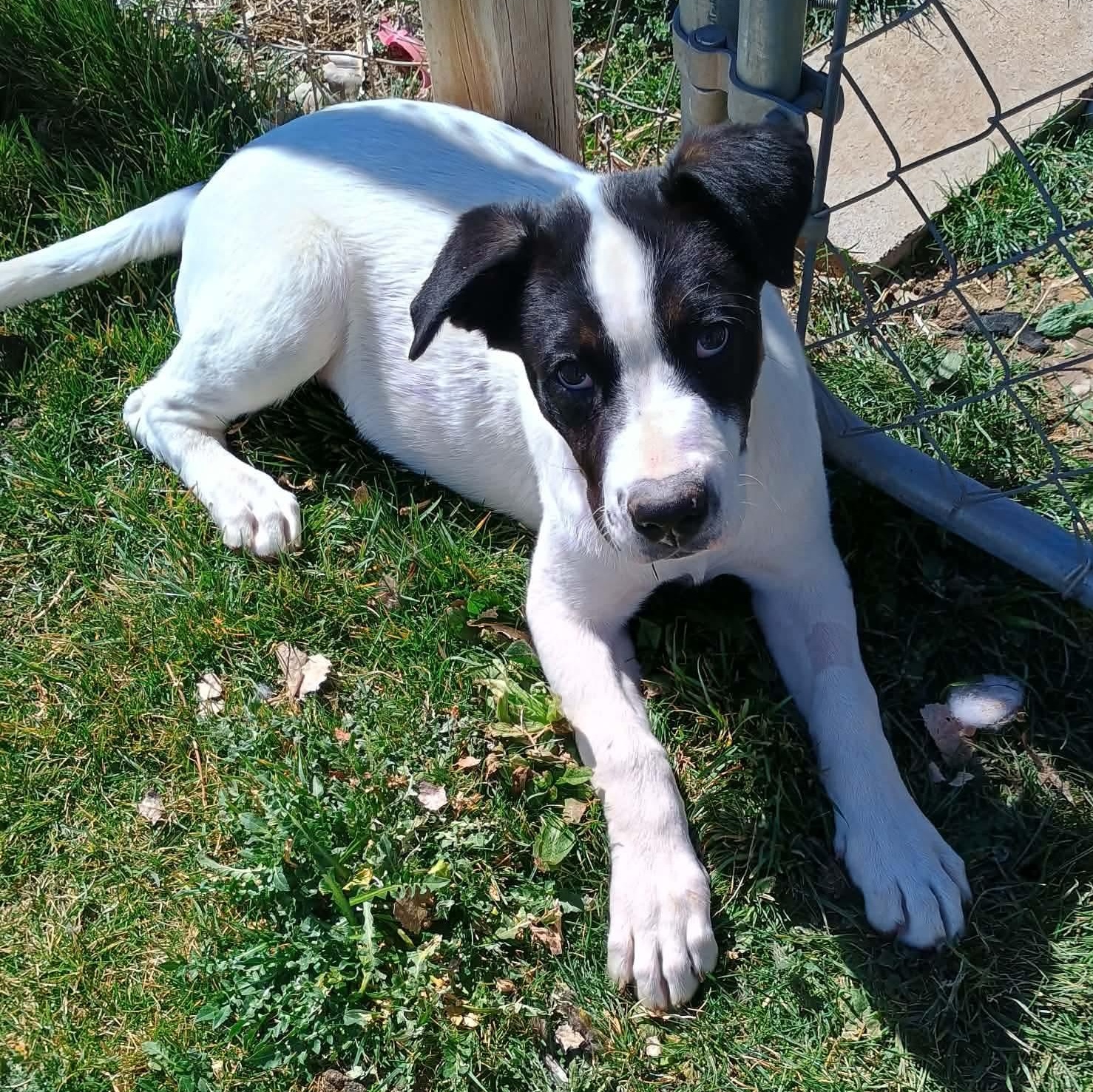 Enlarge Maggie, a Adoptable mixed breed in Glenolden, PA image 5/6