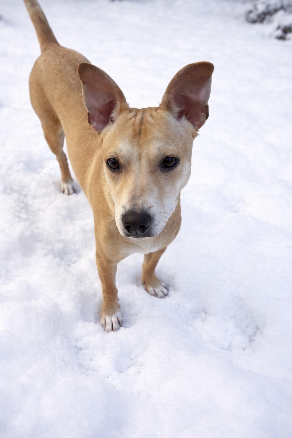 Enlarge Merary, an adopted mixed breed in Ronkonkoma, NY image 1/1