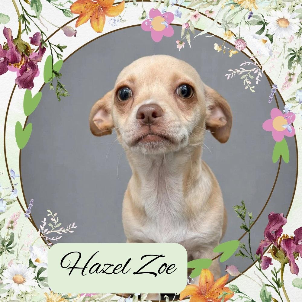 Enlarge Hazel Zoe, a Adoptable mixed breed in San Antonio, TX image 2/3