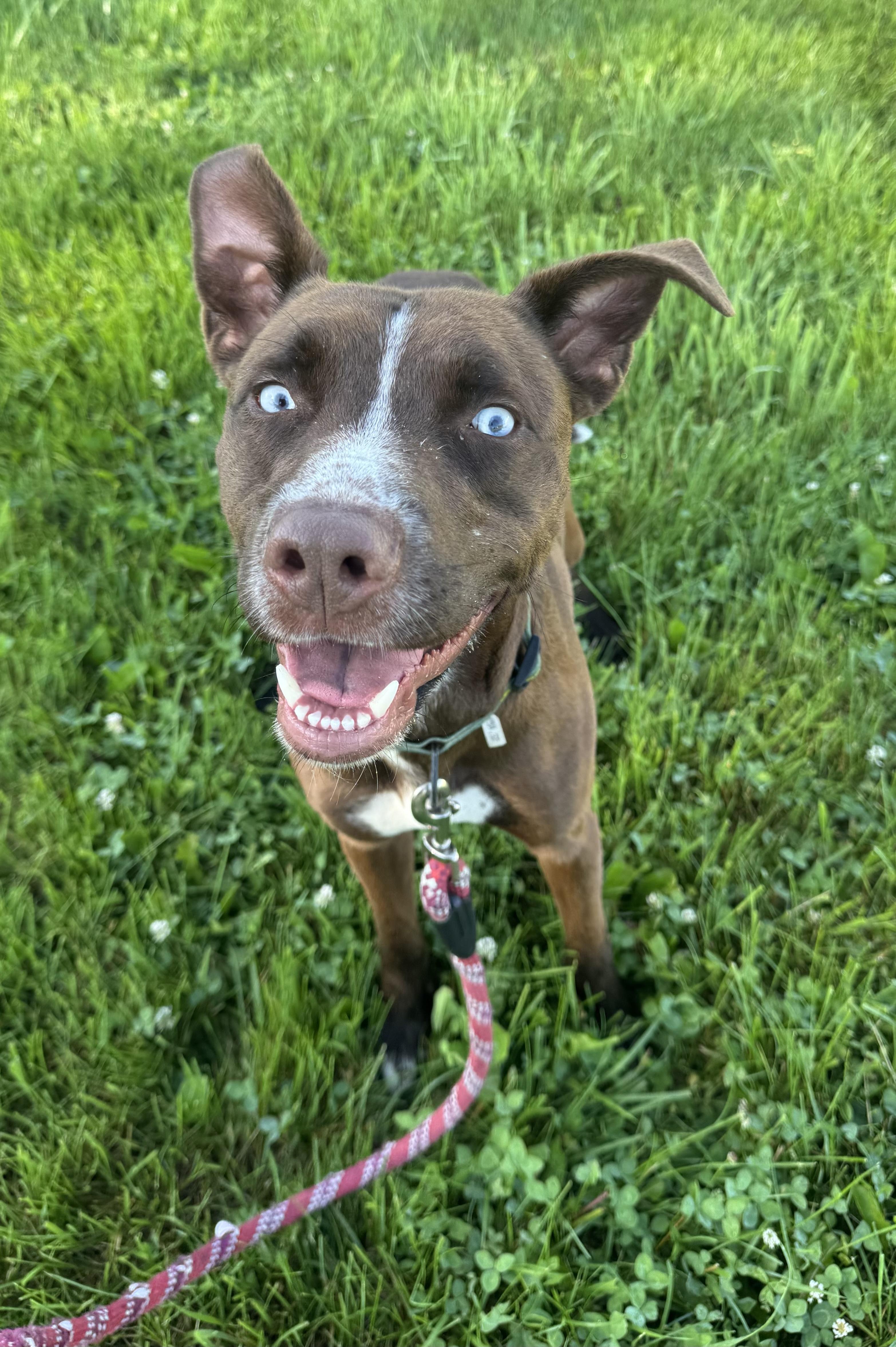 Copper, a ADOPTABLE mixed breed in Blair, NE image 2/5