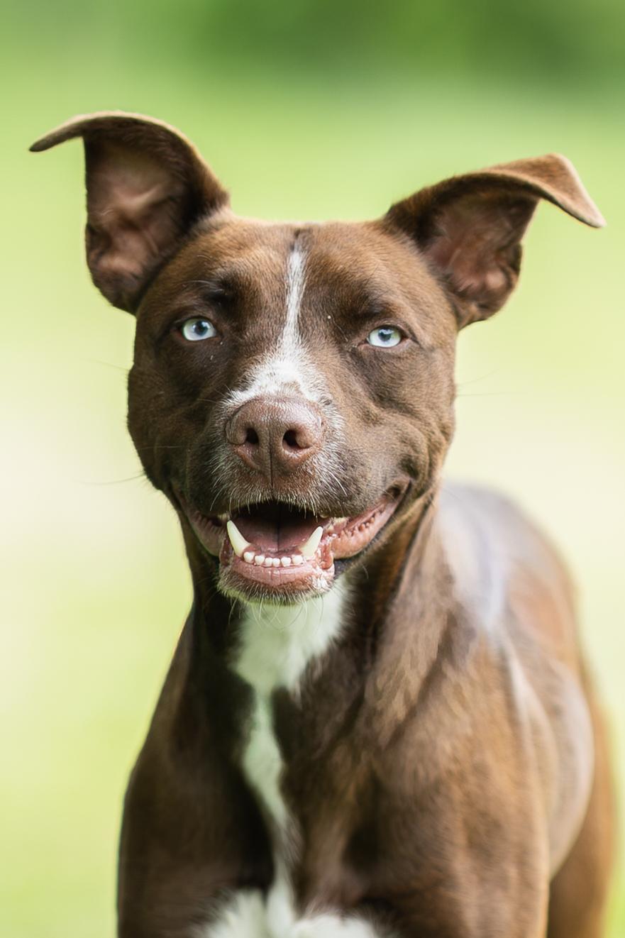 Copper, ADOPTABLE, Adult Male Mixed Breed.
