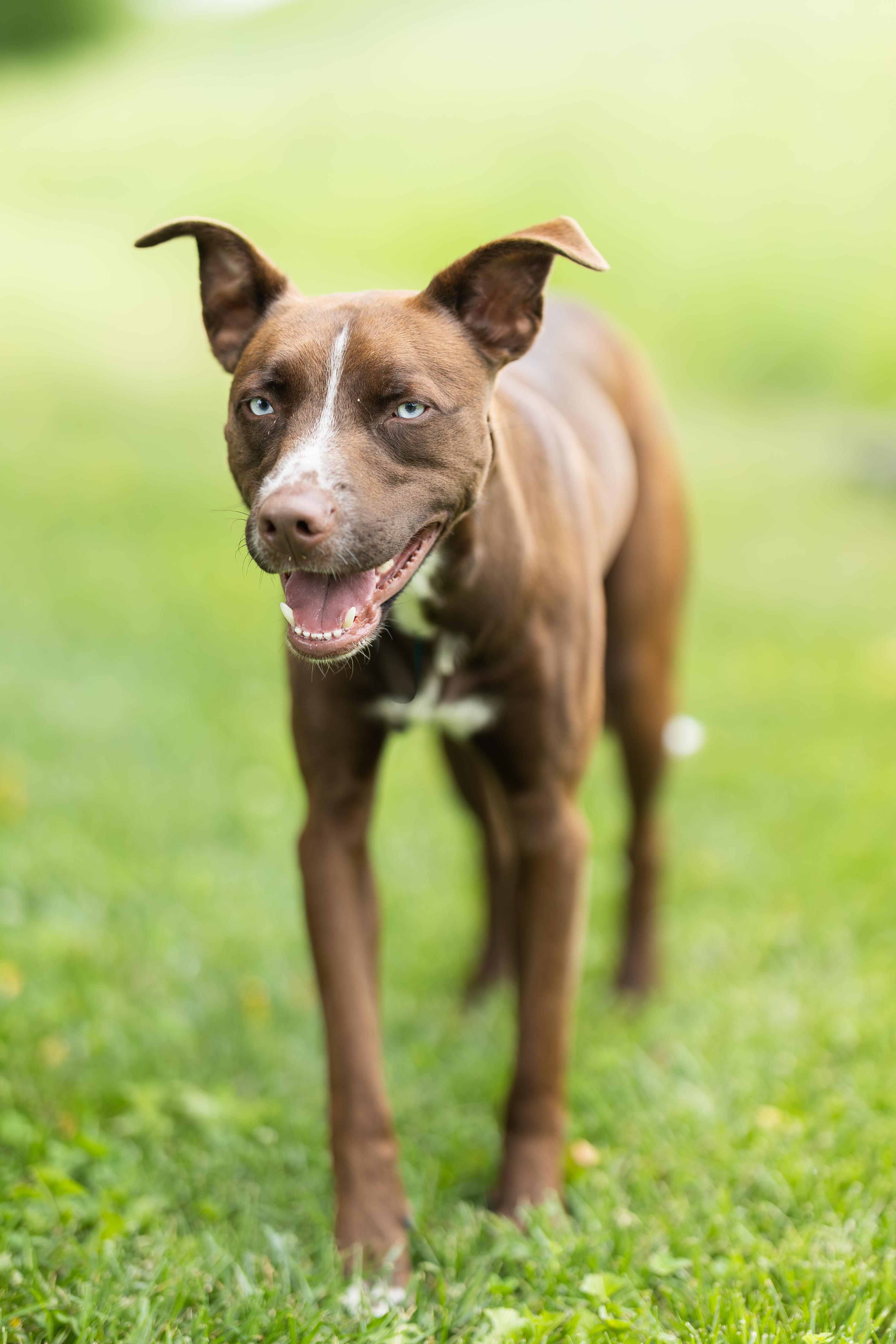 Copper, a ADOPTABLE mixed breed in Blair, NE image 3/5
