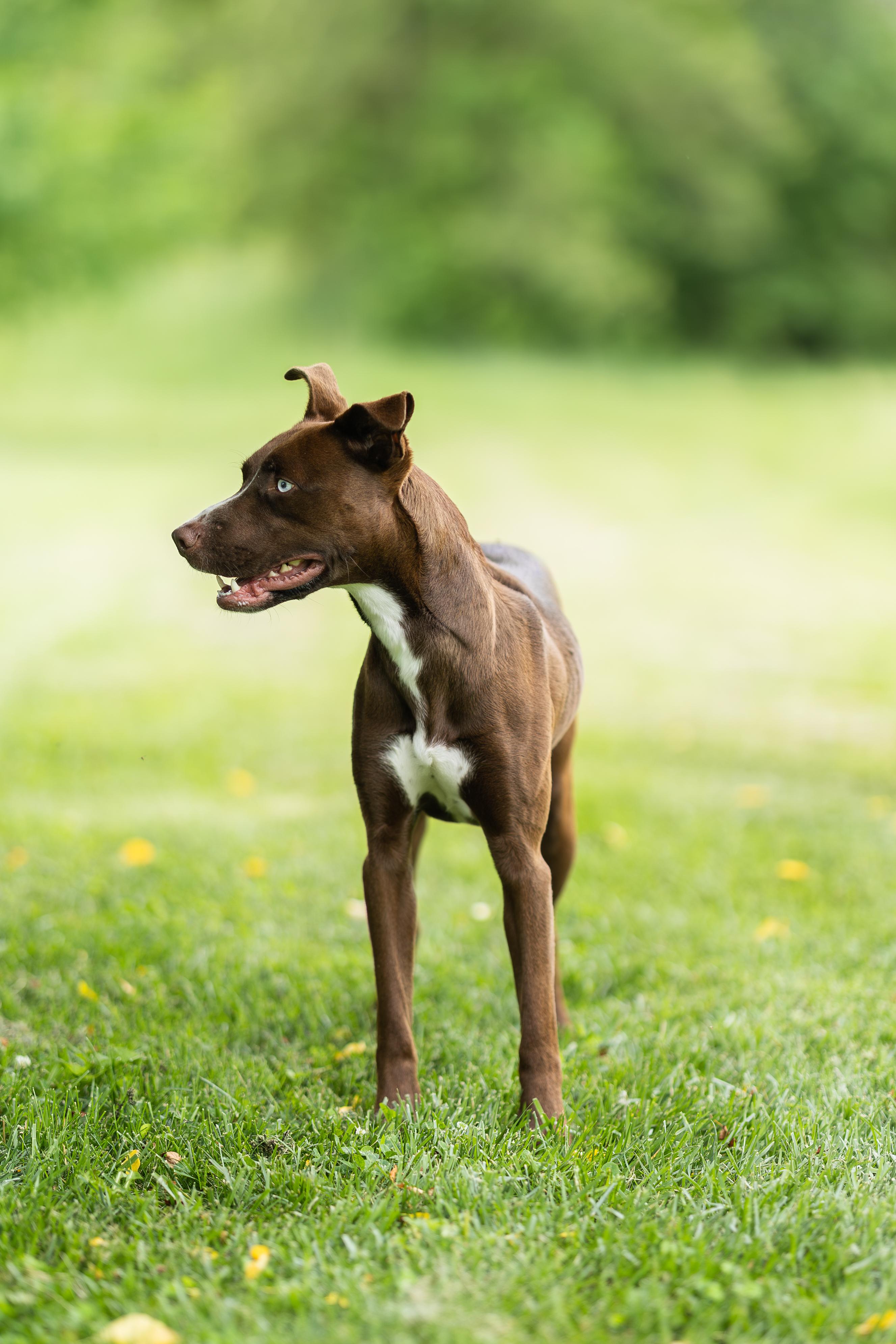 Copper, a ADOPTABLE mixed breed in Blair, NE image 5/5
