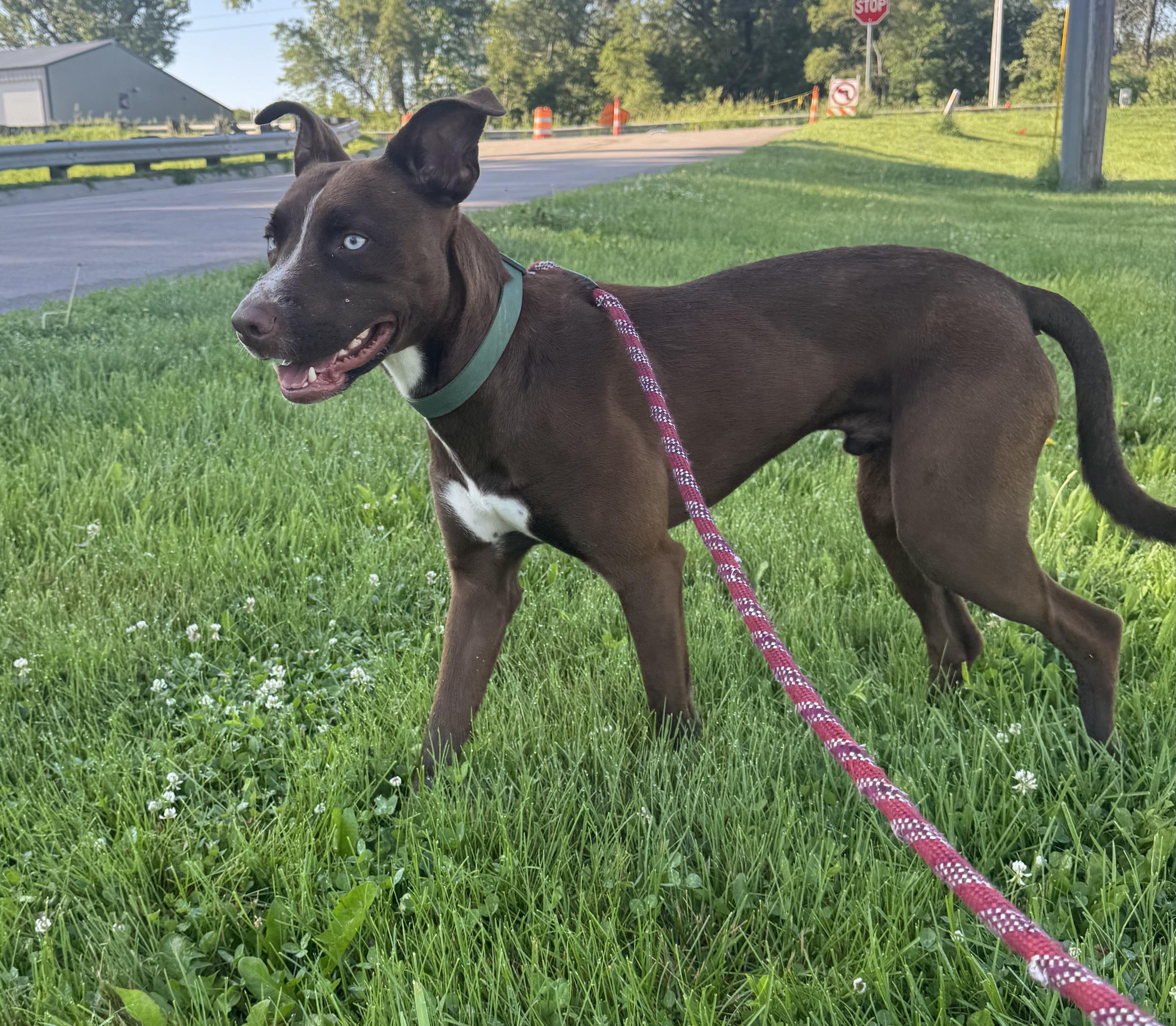 Copper, a ADOPTABLE mixed breed in Blair, NE image 4/5