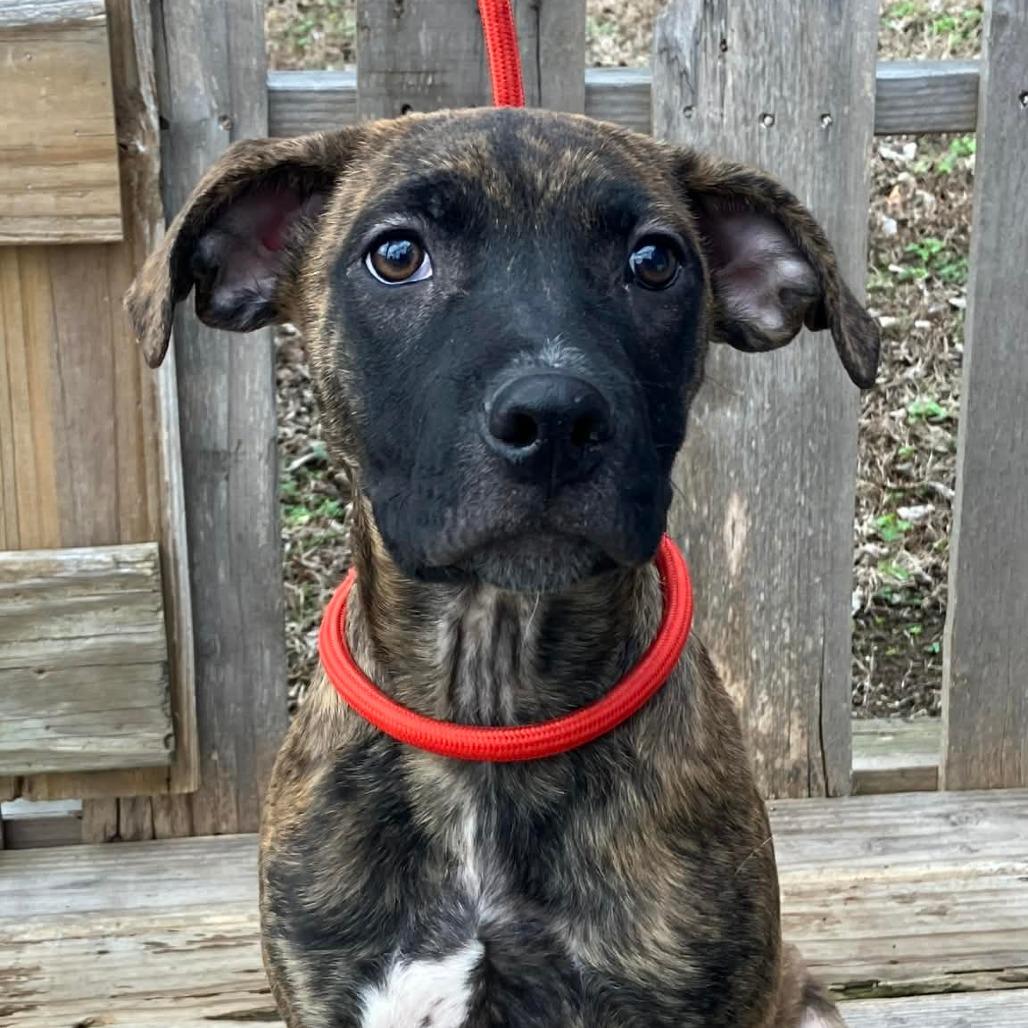 Enlarge Rosita, a Adoptable Mixed Breed in Pulaski, TN image 1/2