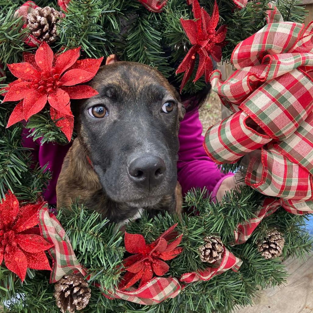Enlarge Rosita, a Adoptable Mixed Breed in Pulaski, TN image 2/2