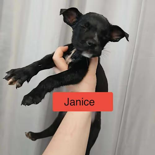 Janice