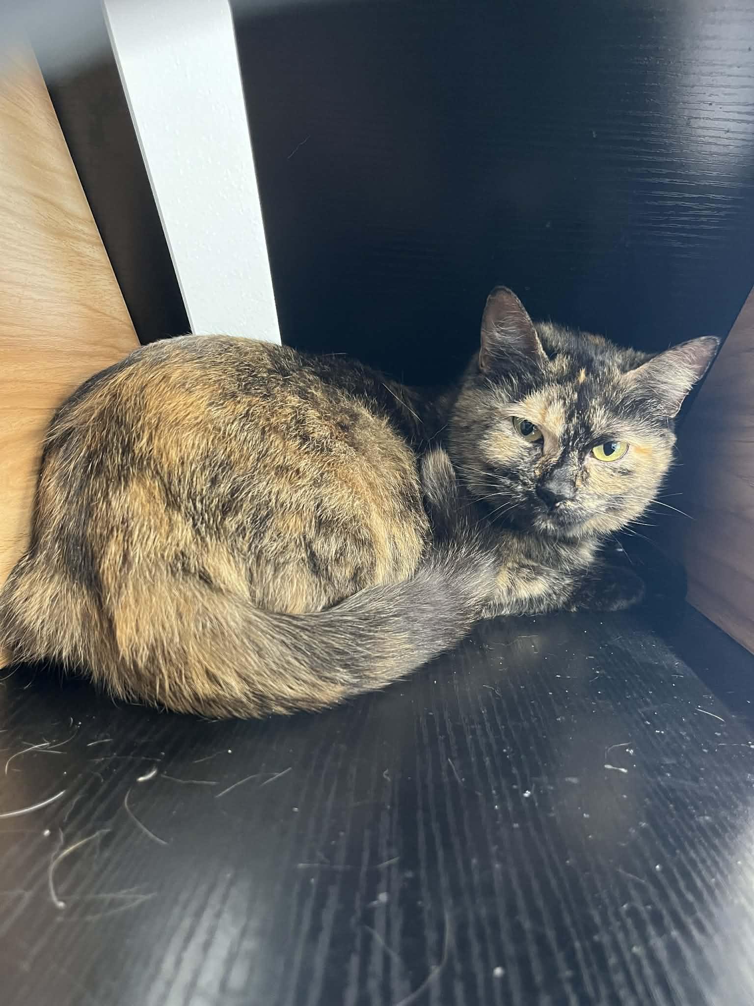 Enlarge Sadie, an adopted Domestic Short Hair in Kalamazoo, MI image 1/1