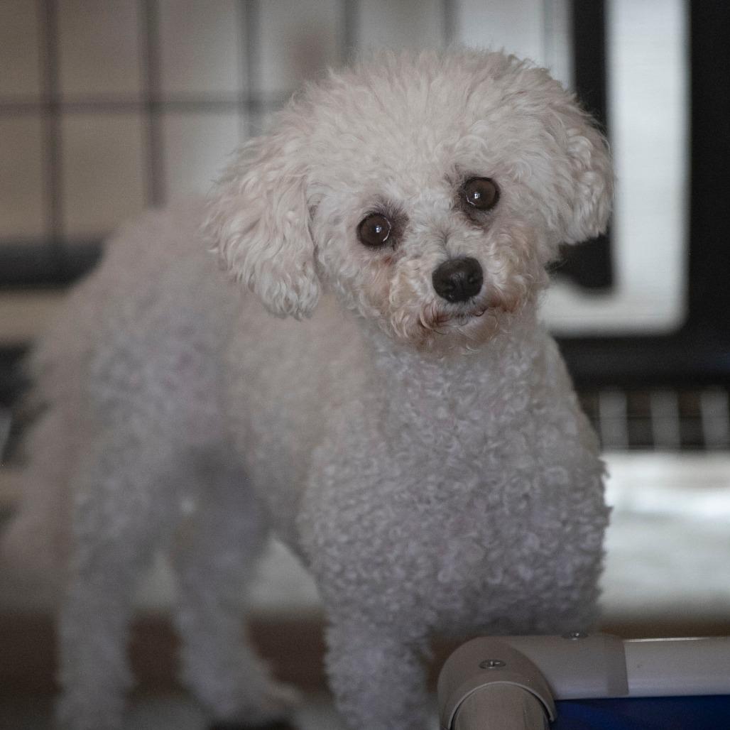 Enlarge Yalinda (OT25-198), a Adoptable Bichon Frise in Peyton, CO image 1/6