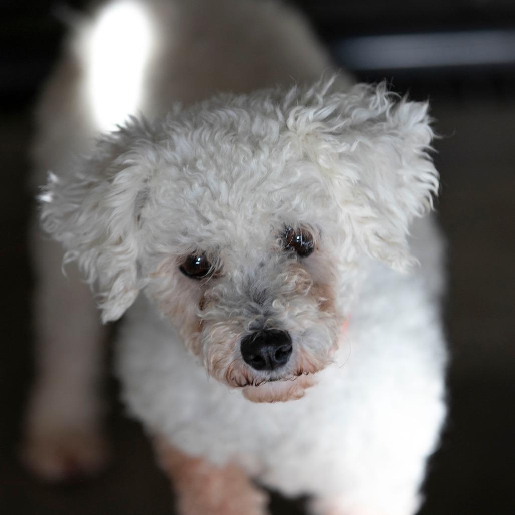 Enlarge Yalinda (OT25-198), a Adoptable Bichon Frise in Peyton, CO image 5/6