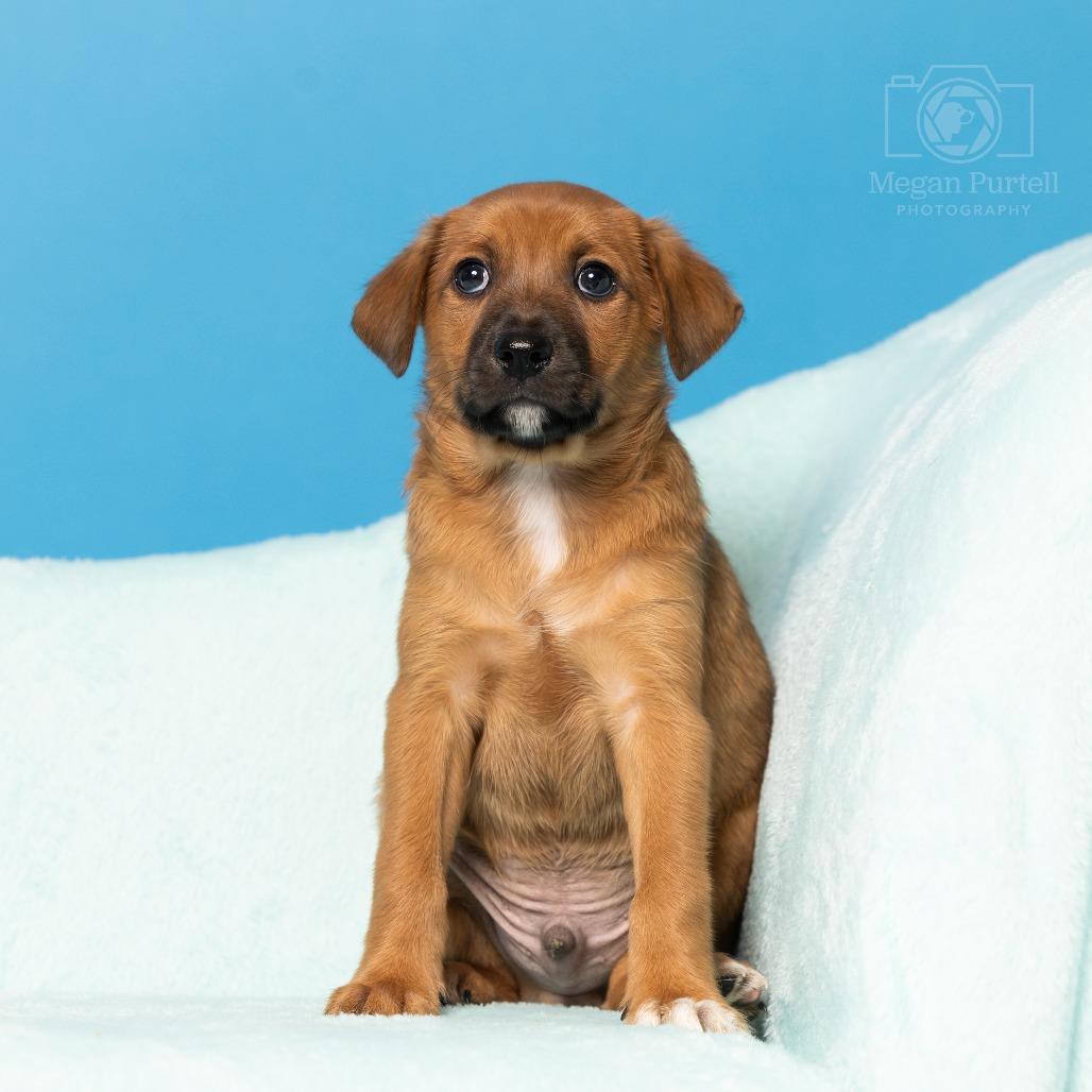 Fern's Snickers, Adoptable, Puppy Male Retriever & Mixed Breed.