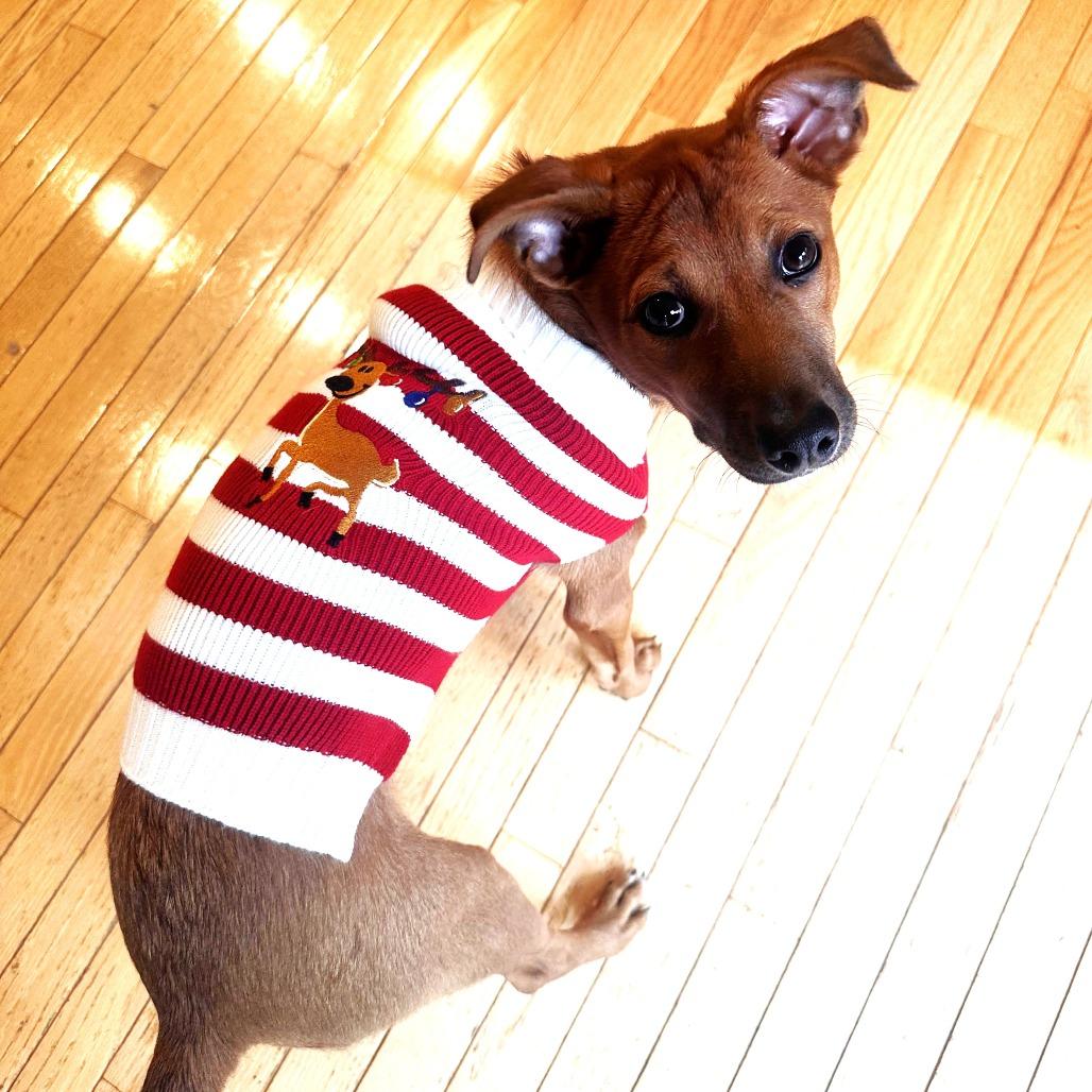 Fern's Snickers thumbnail 3