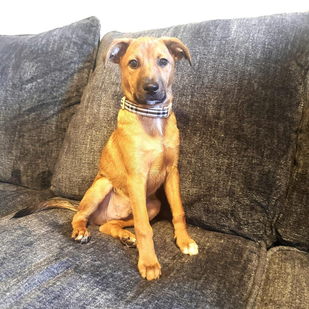 Enlarge Fern's Snickers, a Adoptable mixed breed in Chantilly, VA image 4/6