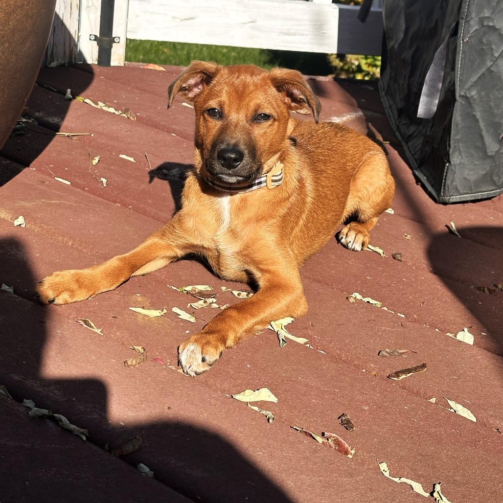 Fern's Snickers thumbnail 6