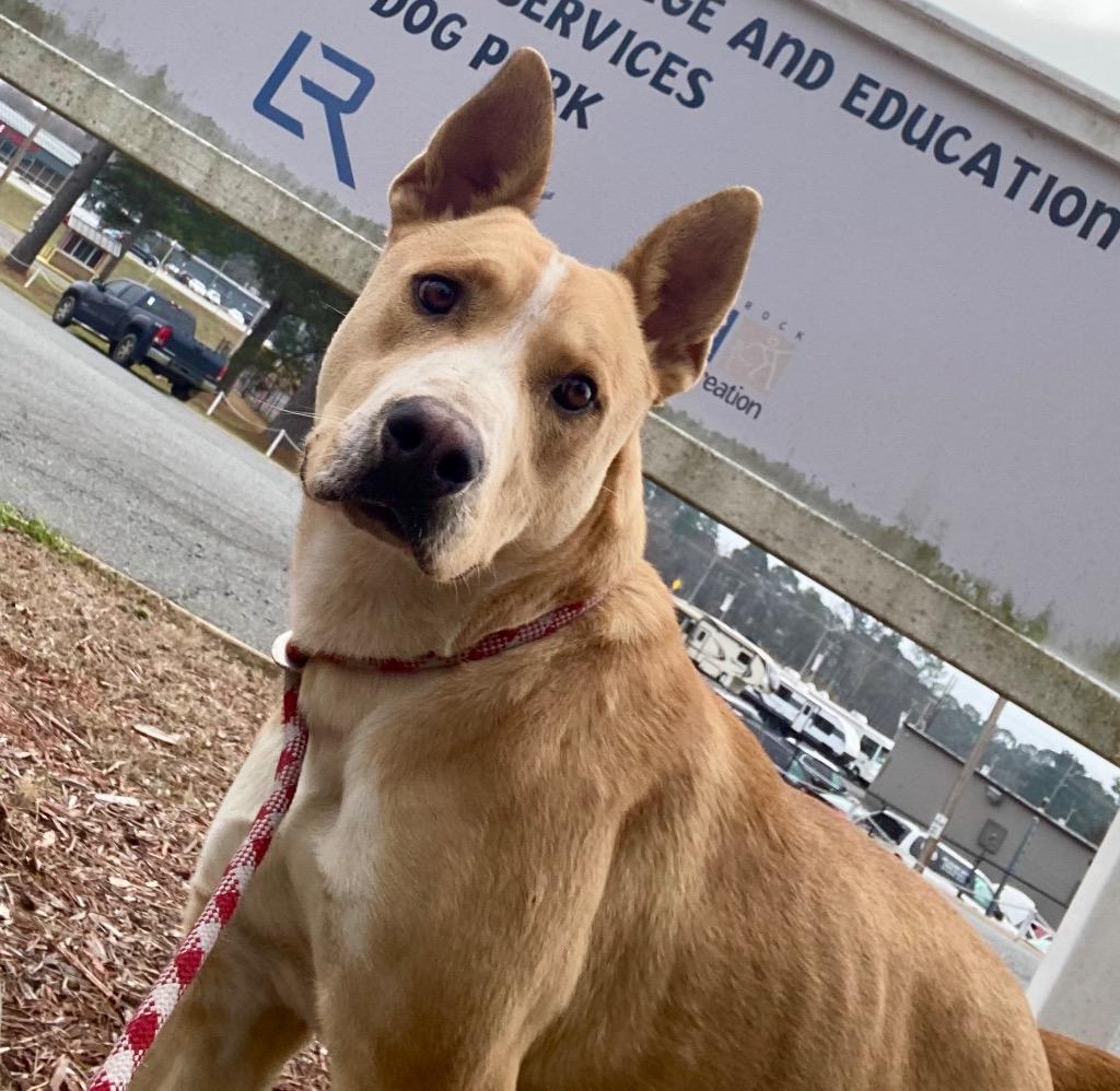 Enlarge Biscuit, a Adoptable Shepherd in Little Rock, AR image 1/1