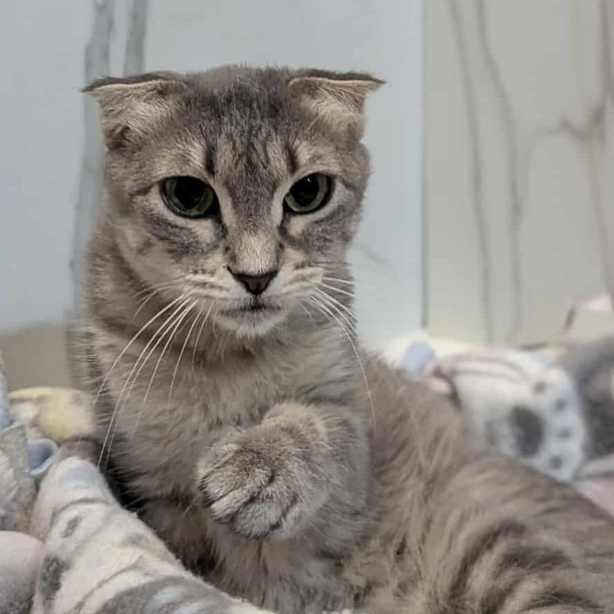 Enlarge Nes, a Adoptable Domestic Short Hair in Sioux Falls, SD image 1/1