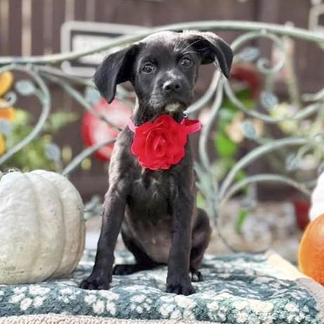 Enlarge Onyx, a Adoptable mixed breed in Ansonia, CT image 4/6