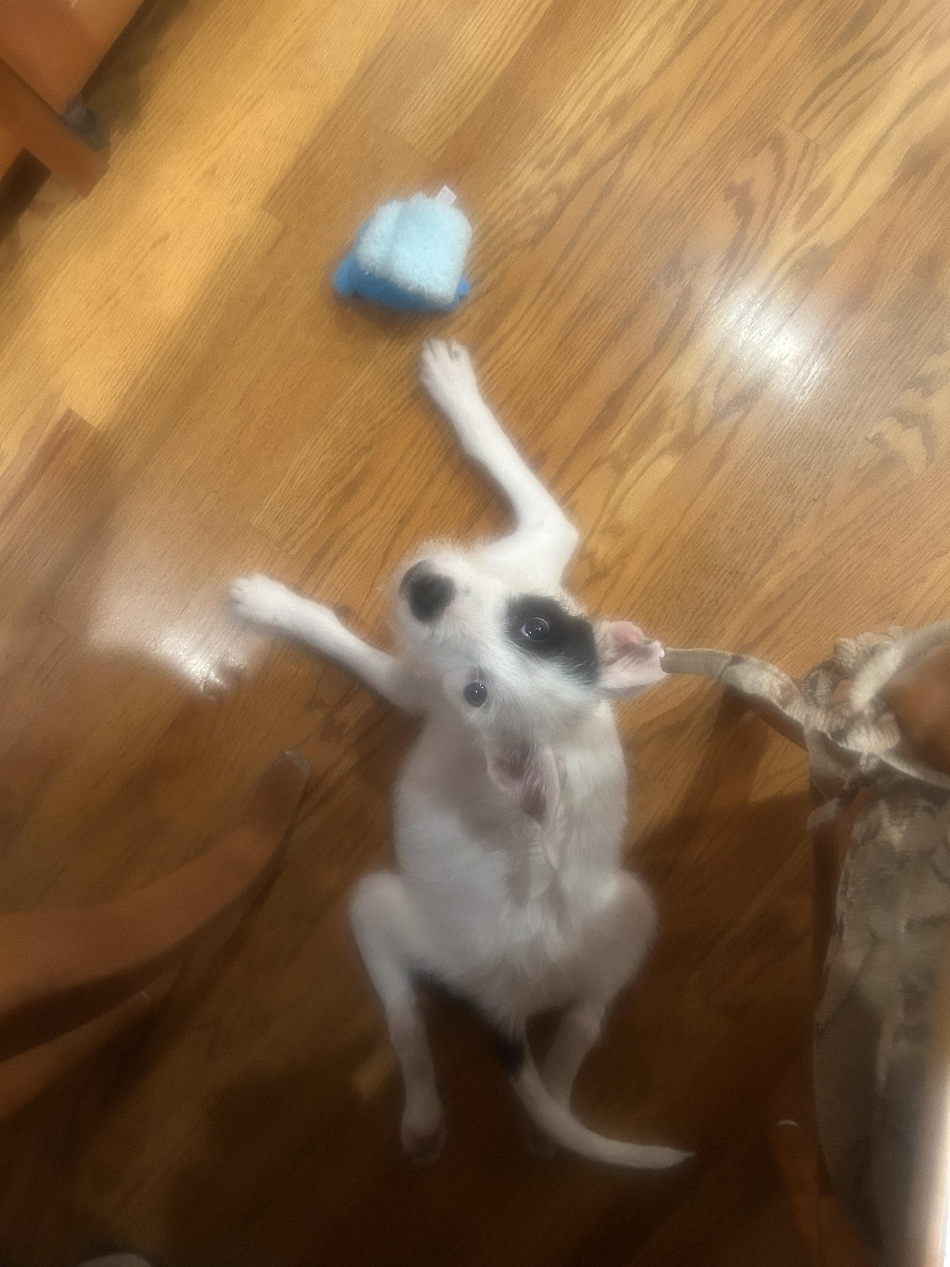 Harvey
