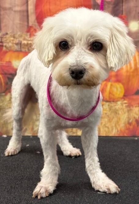 Rocky, Adoptable, Adult Male Maltese.