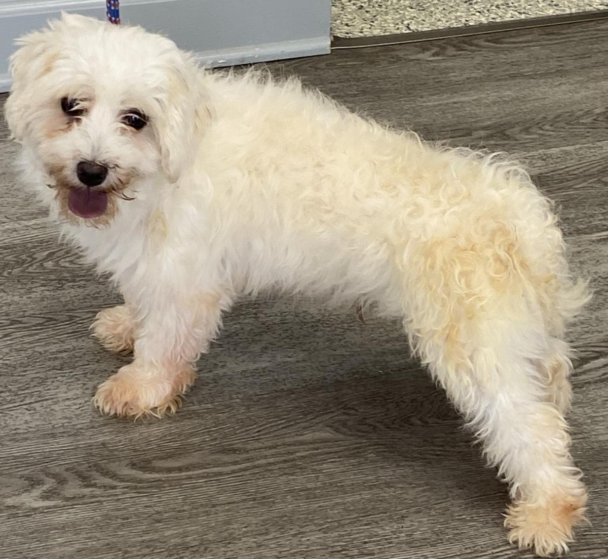 Enlarge Rocky, a Adoptable Maltese in Westminster, MD image 2/3
