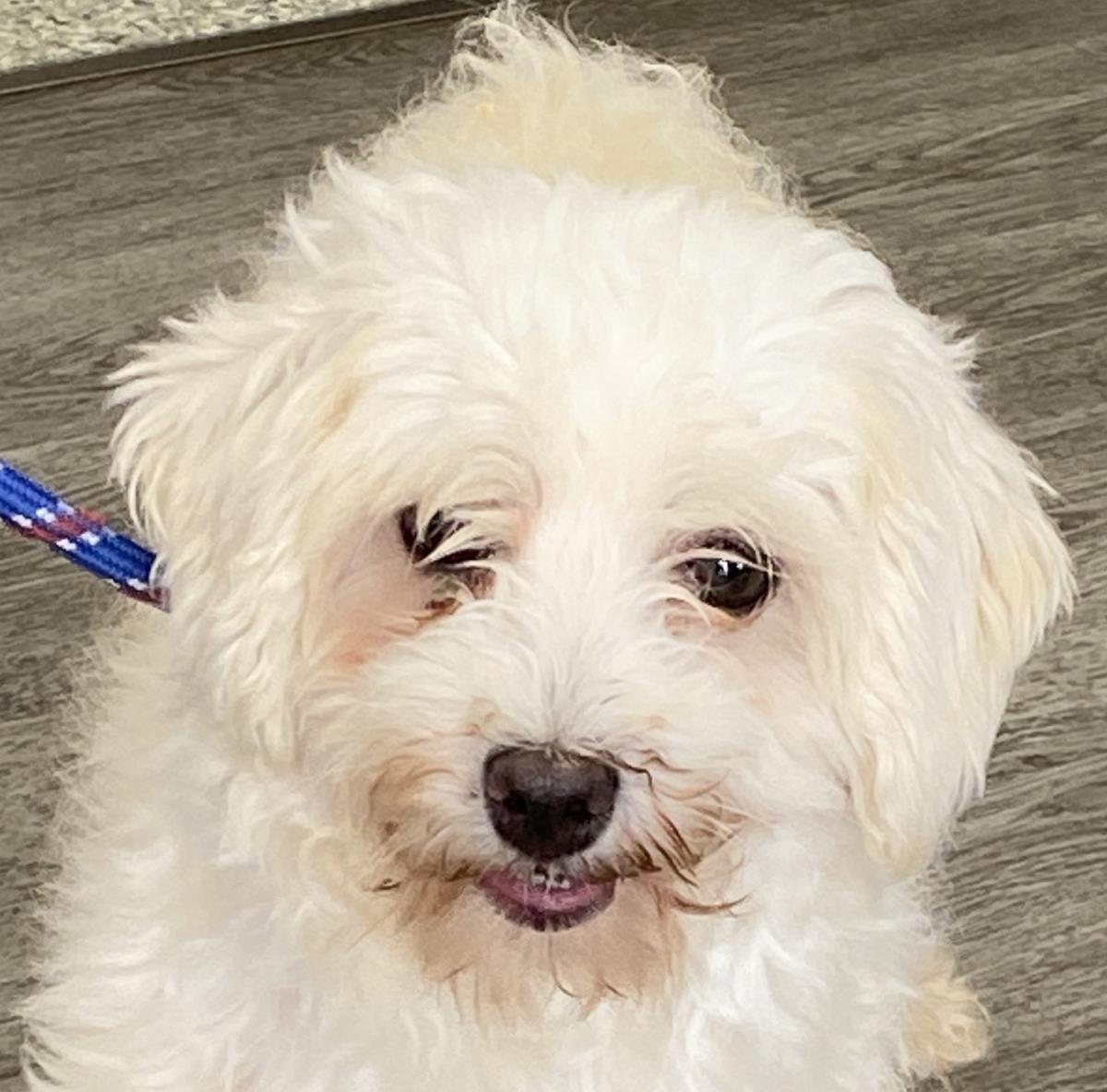 Enlarge Rocky, a Adoptable Maltese in Westminster, MD image 3/3