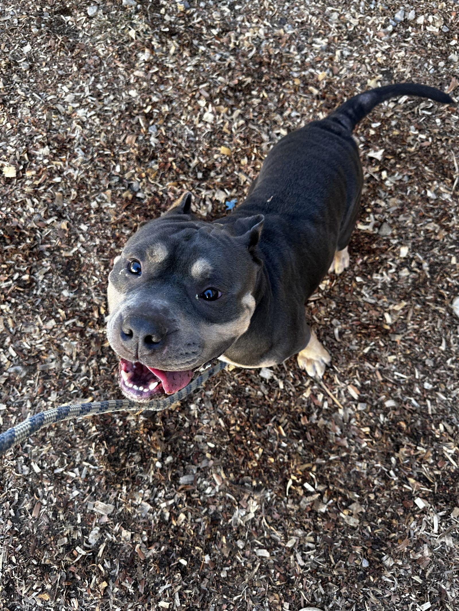 Gator, Adoptable, Adult Male Staffordshire Bull Terrier.