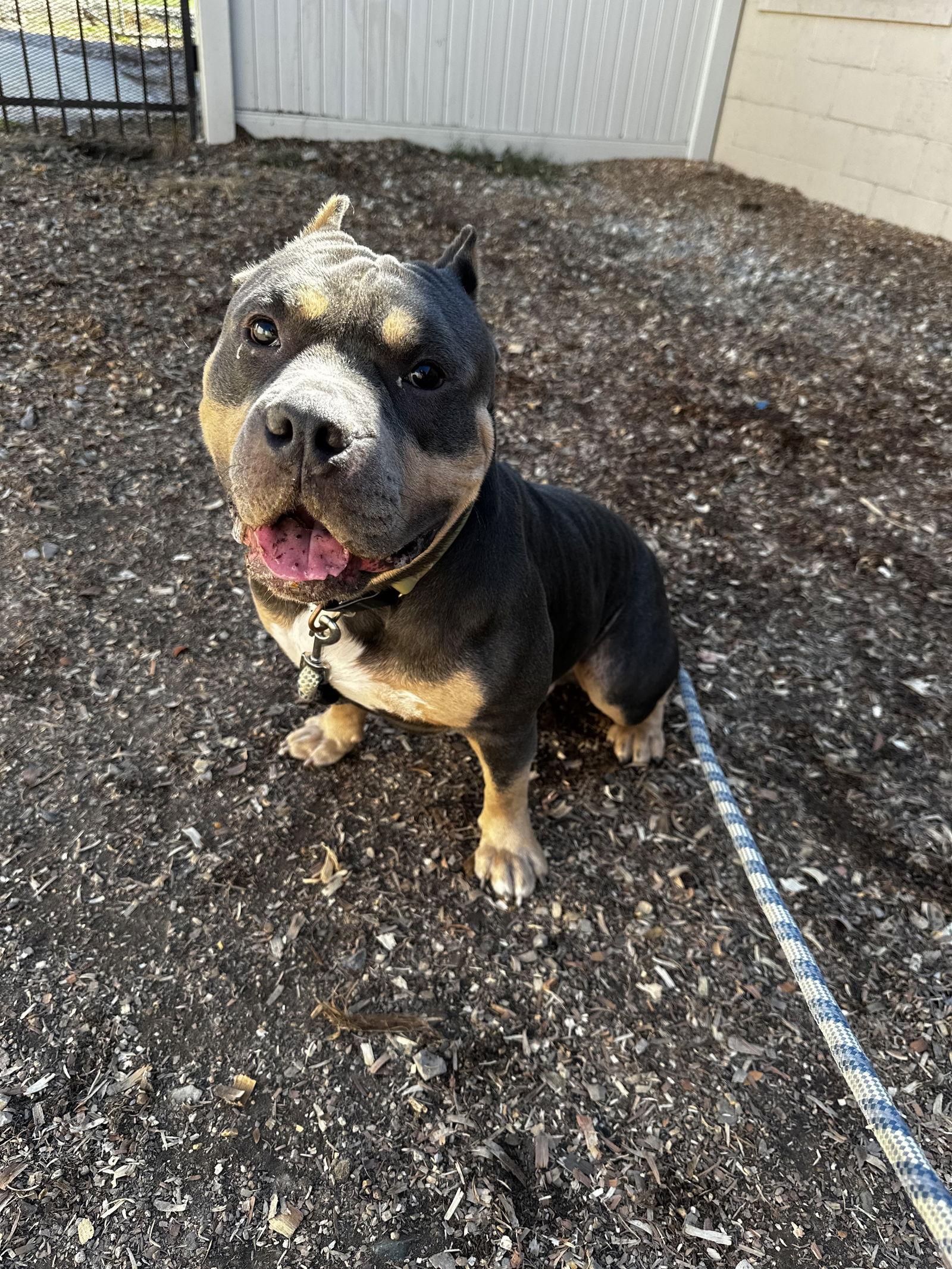 Enlarge Gator, a Adoptable Staffordshire Bull Terrier in Corning, AR image 2/3