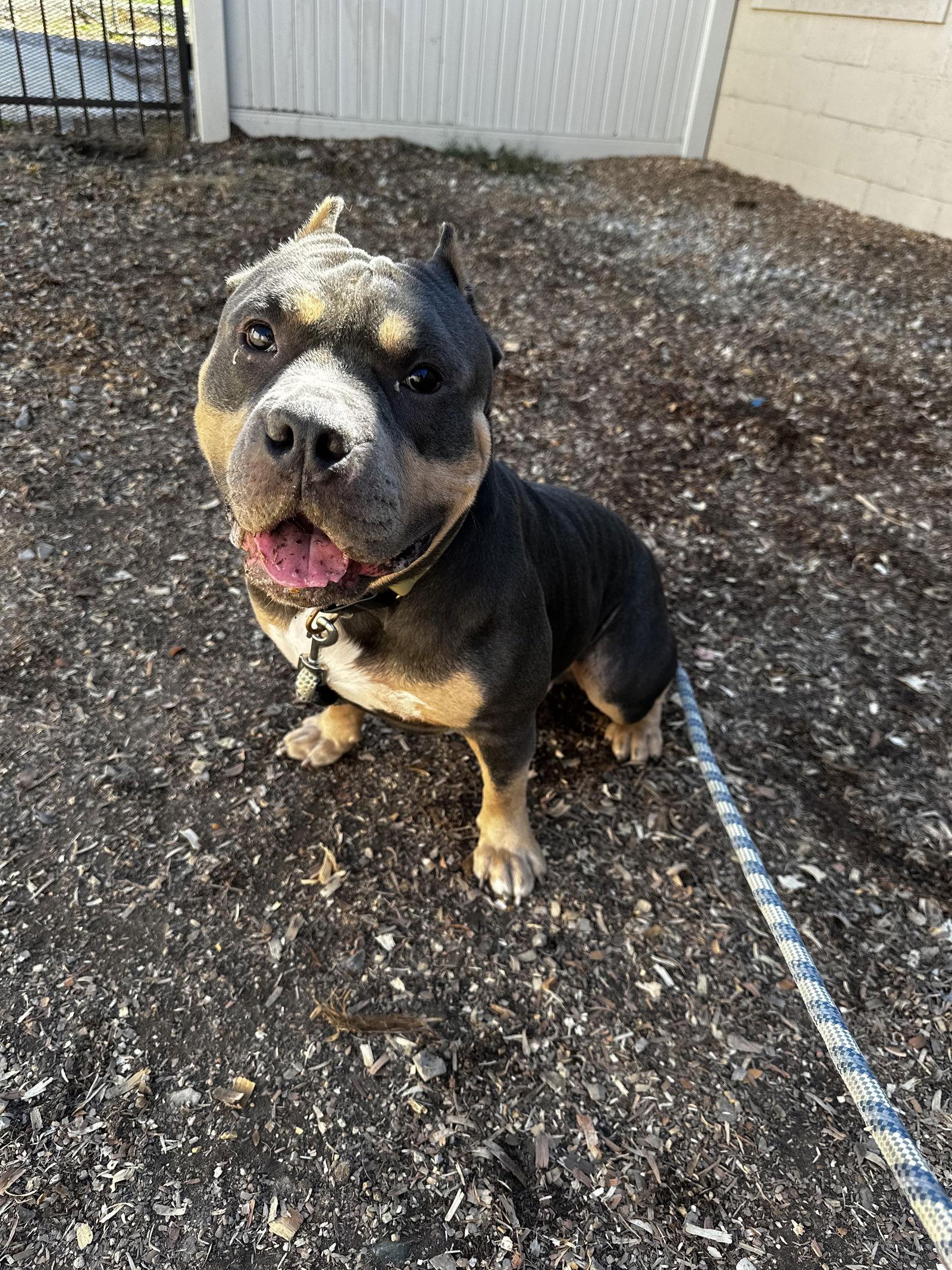 Enlarge Gator, a Adoptable Staffordshire Bull Terrier in Corning, AR image 3/3