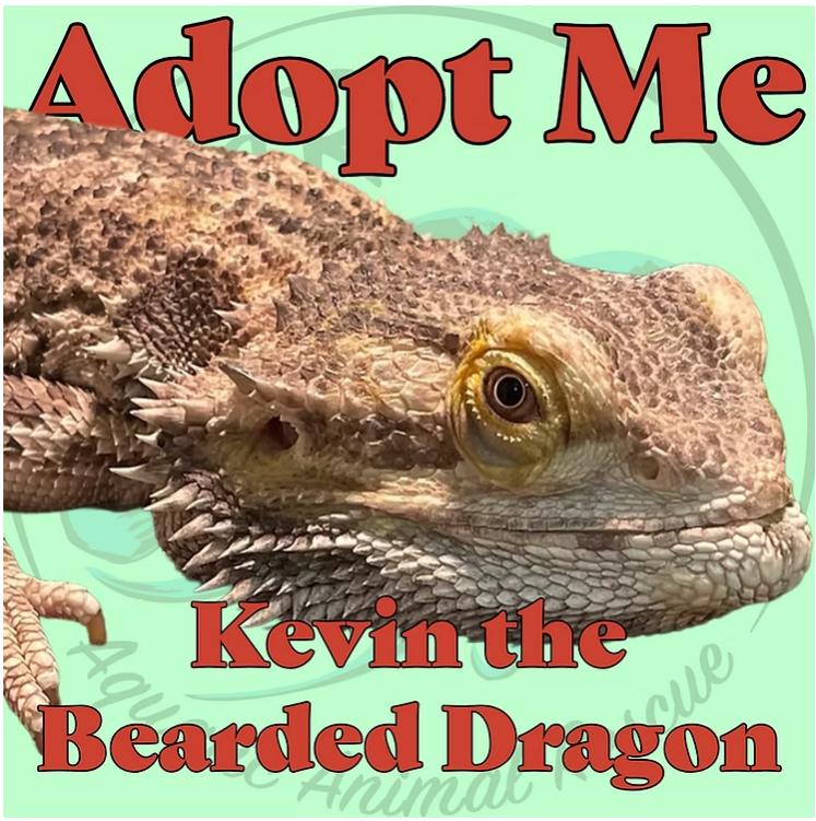 Kevin the Bearded Dragon, adopted, Adult Unknown Bearded Dragon.